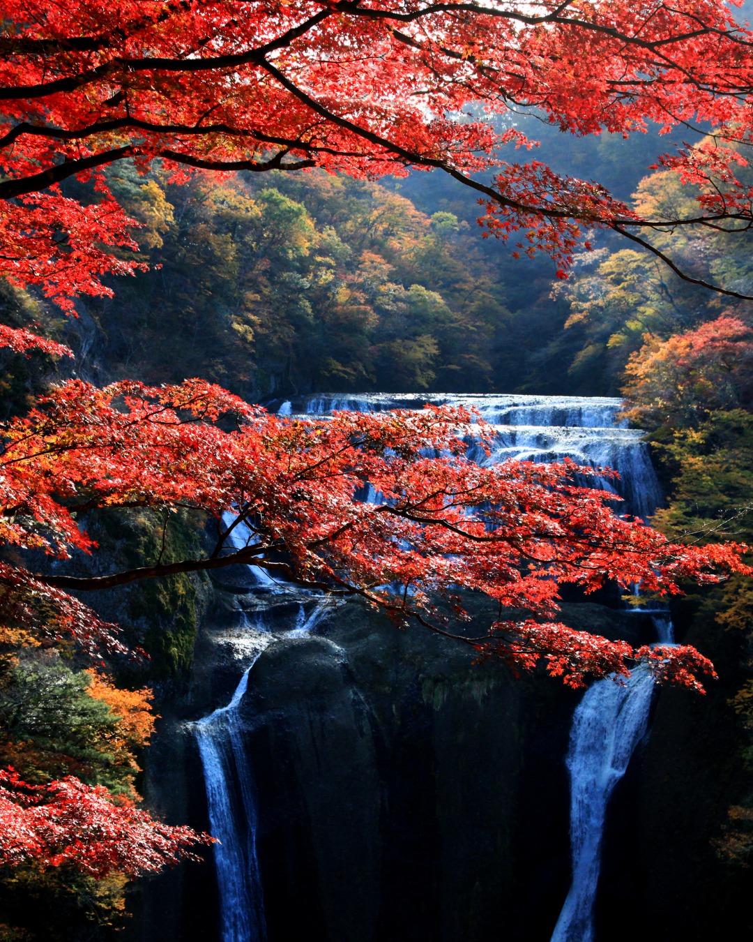 🍁 Le Japon en feu : les couleurs automnales 2026 ✨
De septembre à décembre, le pays du Soleil-Levant se transforme en un véritable tableau de rouge, orange et or. Chaque région a son pic de couleurs, parfait pour planifier votre voyage et admirer la magie de l’automne. 🌿
📍 Calendrier prévisionnel 2026 des feuilles d’automne :
• Asahikawa – 20 septembre
• Nikko – 25 octobre
• Sapporo – 7 novembre
• Mont Fuji – 15 novembre
• Hakone – 20 novembre
• Hiroshima – 22 novembre
• Kanazawa – 24 novembre
• Tokyo – 28 novembre
• Osaka – 1 décembre
• Kyoto – 5 décembre
• Fukuoka – 9 décembre
🍂 Balades dans les jardins zen, temples enveloppés de rouge et d’or, rivières et forêts enflammées… L’automne au Japon est une expérience sensorielle unique.
---
Nous pouvons t’aider à organiser ton voyage. N’hésite pas à nous contacter !
📞 05.61.13.30.79
📧 laureen@sotravel.fr
---
#japon #automneaujapon #momiji #tokyo #kyoto #kanazawa #hakone #nikko #hokkaido #découverte #oupartir #quandpartirsotravel #sotravel #levoyagebysotravel #toulouse #toulousemetropole #agencedevoyages #voyages #vacances #surmesure #voyagesdereve #voyagedenoces #voyageenfamille #aventureinoubliable