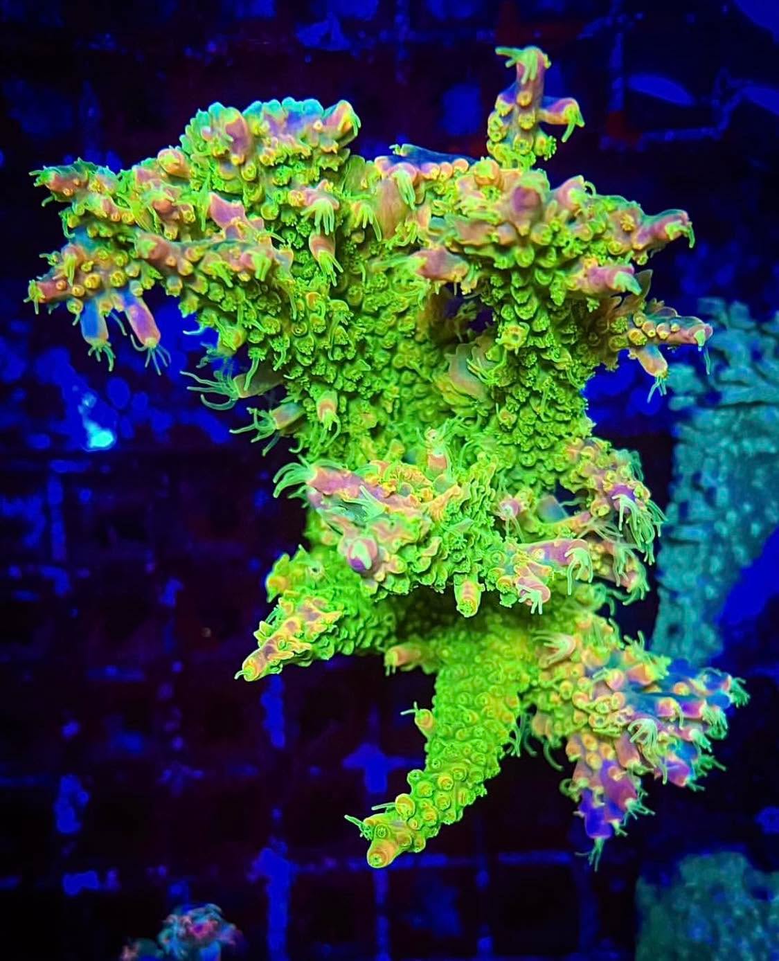 #tropicmarintanks
Beautiful shot from @alpenriffcorals 💚
Do you also have such great corals in your tank? Tag your post with #tropicmarintanks.
#tropicmarintanks #tropicmarin #tropic_marin
#eatsleepreef #allmymoneygoestocoral #reefporn
#coralporn #reefaholics #aquarium #saltwateraquarium #nanoreef #reeftanks #euroreefers #reef2reef #reefers4reefers #vitaminsea #seafari
@tropicmarinusa @tropic_marin_br @tropic_marinarg
@tropicmarinperu @aquarium_planet_cr @scireef @aqua.united.gmbh