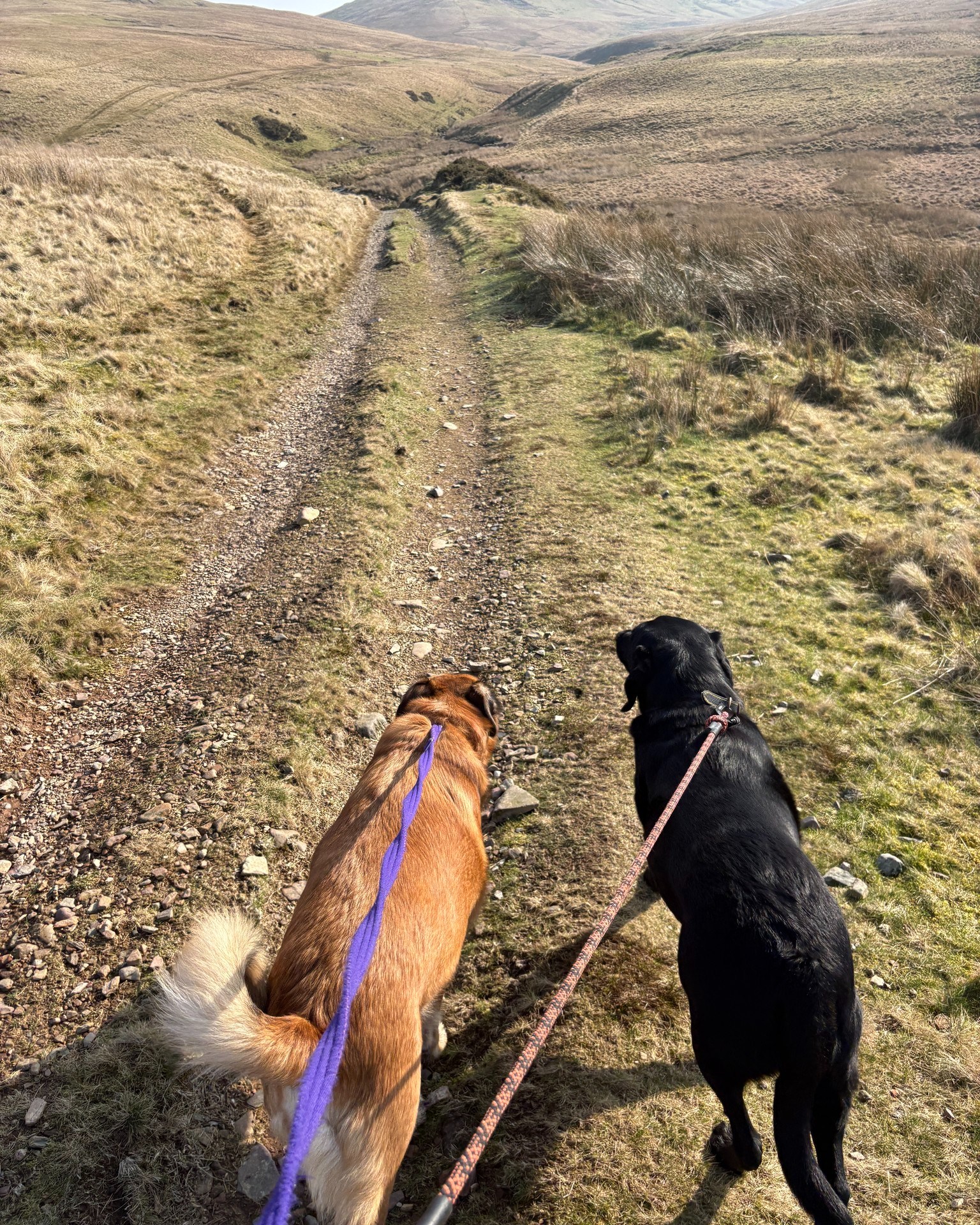 Daryl and Dougie 🐶