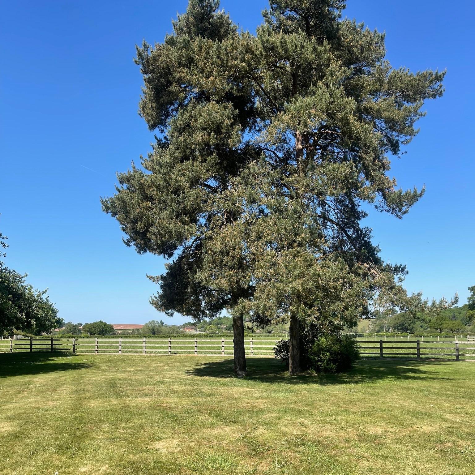 Good morning! ☀️ We’re so excited to see you all today—whether it’s your first time browsing, you’re ready for the next stage carseat/stroller, furniture shopping, or just popping in for a coffee and cake!
After all the rain, we’re all definitely ready for some sunshine, so we’re manifesting it with this gorgeous throwback picture. The sun is out, and we can’t wait to share this bright day with you! 🌞✨ #sunny☀️ #overtherain #needsun