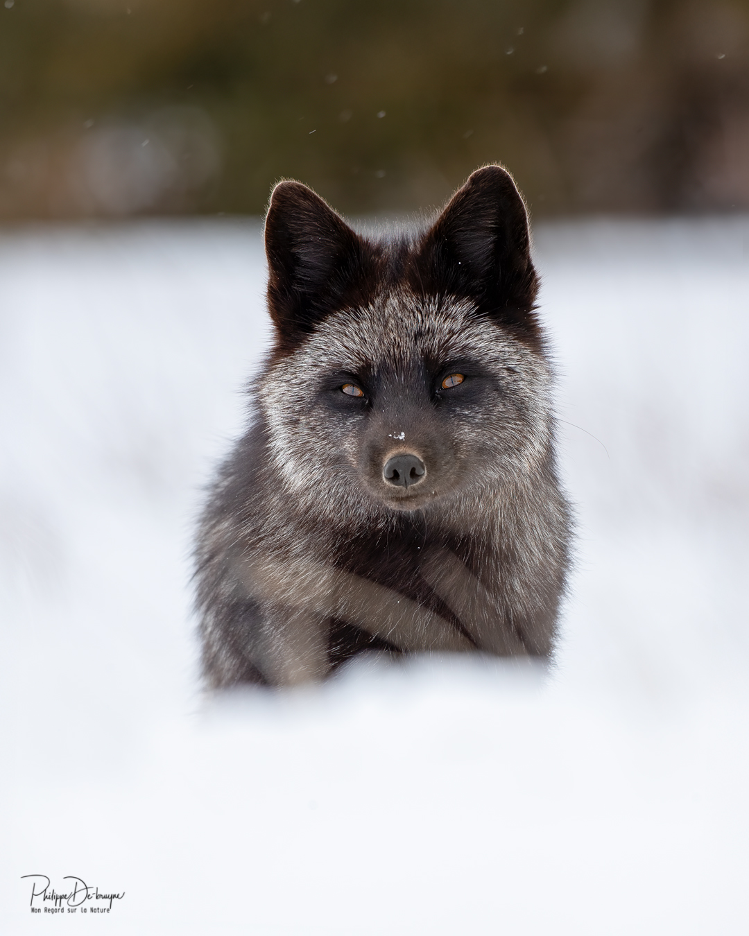 Échange de regard 🦊
Philippe DE-BRUYNE© Mon regard sur la nature
Je vous offre une réduction de 15% avec le code 15%
La vente d'impression est un excellent moyen de m'encourager 🙏