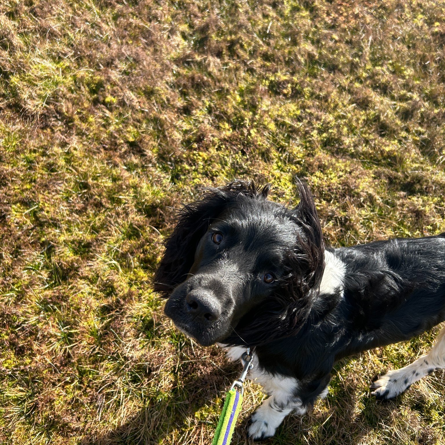 Millie, Mason and Maeve 🐾
Do you have a dog that loves a good sniff and diving into muddy puddles?
They’re in luck - these three are looking for another pal to join their tribe!
(not exclusive to spaniels 🤭)
Monday, Wednesday and Friday early afternoon
www.scallywagzpetservices.co.uk/enquiryform