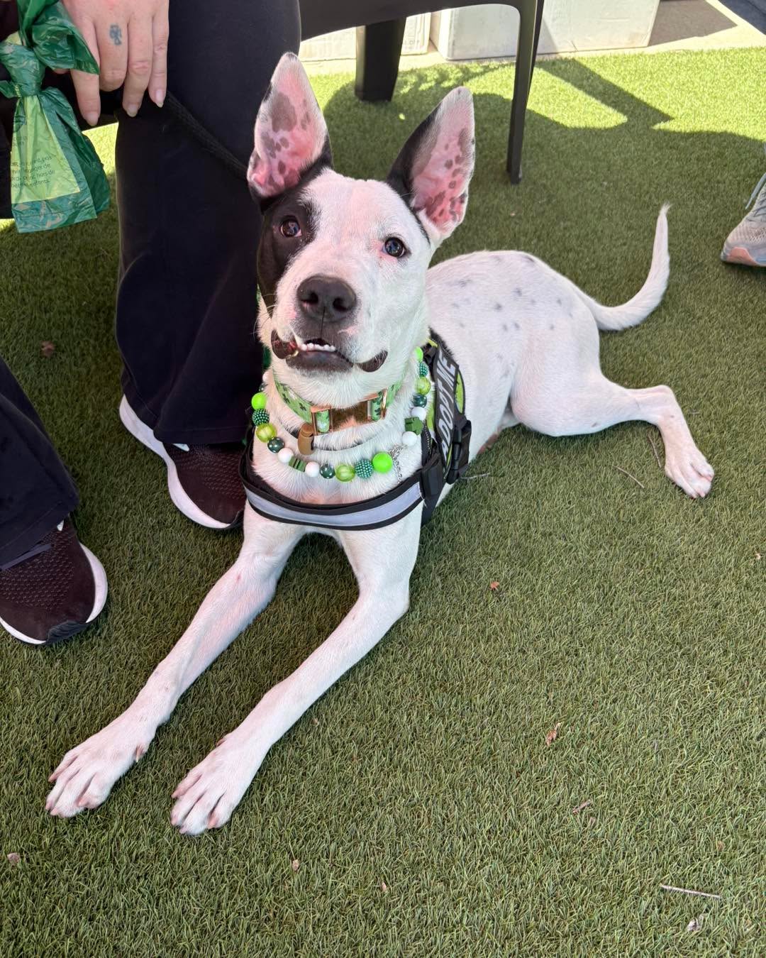 We are at ourtaphouseftw with lots of amazing adoptable dogs from Fort Worth Animal Care & Control until 5pm. It’s a hot one out, but the beer is cold and the company is great. Come on down for a great Saturday!
