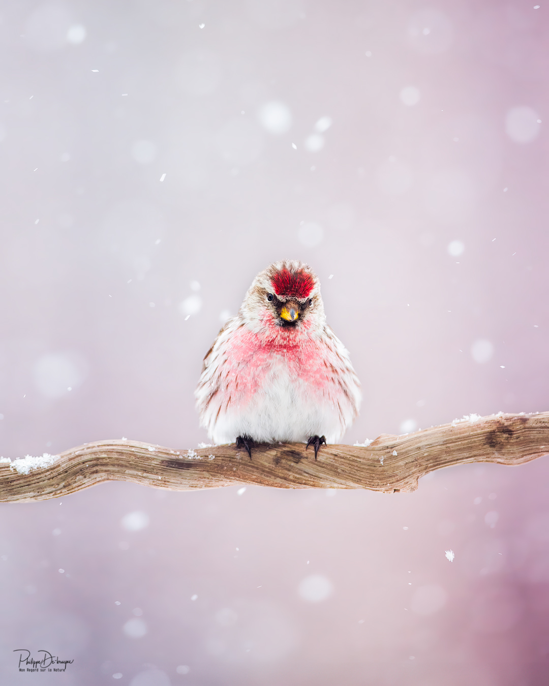 Ton sur ton avec le sizerin flamé
Les branches de couleur rouge, bordeaux des cornouillers en arrière-plan fait exploser les couleurs !!
Philippe DE-BRUYNE© Mon regard sur la nature
Je vous offre une réduction de 15% avec le code 15%
La vente d'impression est un excellent moyen de m'encourager 🙏