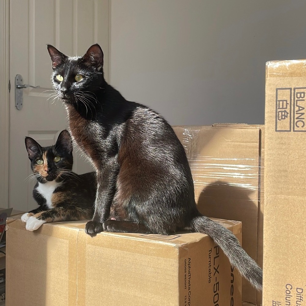 Pumpkin & Spice - male and female / 1 year old & 7 months old
Meet the dynamic duo: Pumpkin & Spice!
These two best friends are looking for a forever home together.
Pumpkin is a playful, curious boy who chirps and chortles around the house. He loves climbing to the highest spot, wrestling, and charming you for food with head bumps and leg rubs.
Spice is a gentle soul who has blossomed in foster care. While she is still very shy and needs a patient, understanding home to continue building her confidence, she has a sweet side that loves window-watching and cozy naps on the sofa next to her foster.
They are deeply bonded, constantly grooming and cuddling each other. This pair is looking for a calm home that can provide the loving space they need.
---
📄 For more information about adoptions please head to our website. Be sure to read our resources and FAQs while you’re there!
🙏 Please consider donating via our fundraiser posts or the link in our bio. PayPal Giving Fund has no commission or payment fees. ALL donations go towards vet bills.
💊 Please be aware that some kitties may have pre-existing medical conditions that require a more expensive insurance policy. Ages are usually estimated.