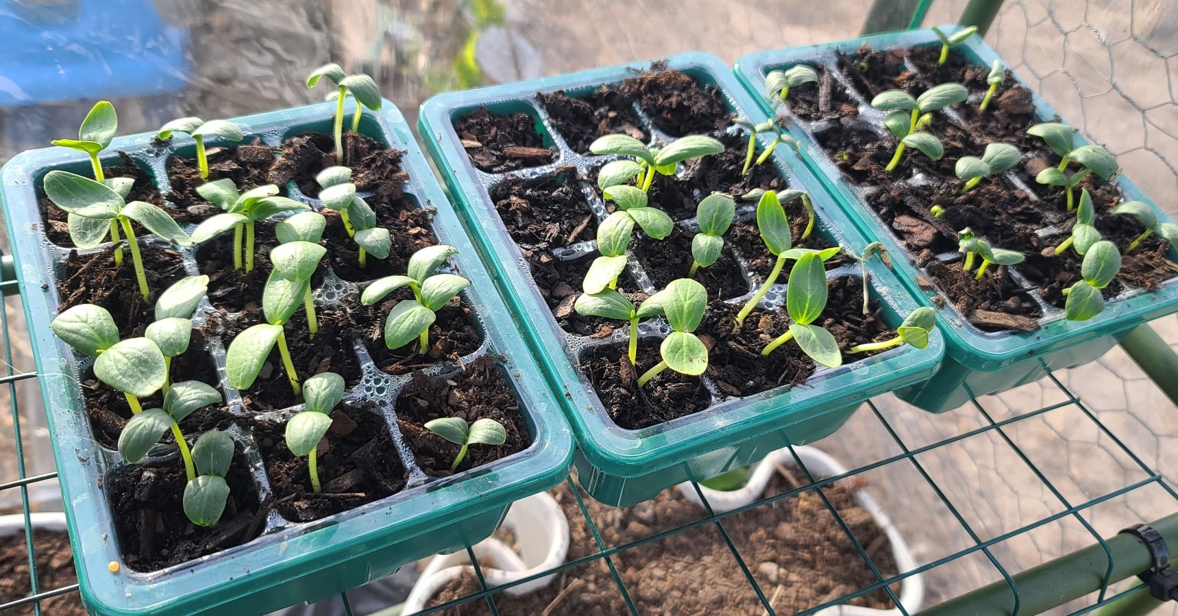 We’ve got BIG news from the farm… our star of the show has officially made its debut!
Our pickling cucumbers are sprouting like little overachievers and we are very proud plant parents right now. If all goes according to plan, we’ll be planting soon and aiming for an earlier crop this year, which means more pickles. And yes, we know that’s what y’all really care about 😂
Now for a little honesty moment. These babies are currently living in a slightly sketchy, somewhat questionable, definitely jankety pop up greenhouse that could probably be taken out by one good storm. But hey, we’re making it work.
So if you love your pickles, canned goodies, eggs, soaps, and all the farmy things, support us this season in our store space at The Sassy Sisters , our online store, and eventually our farm stand. The dream is to upgrade to a beautiful, sturdy greenhouse by the end of the year. Think Anne of Green Gables meets Secret Garden, because that is absolutely the vibe we are going for.
We’ve got a lot more growing this year too. More produce, hopefully thriving fruit trees, and plenty of canned goods, dried herbs, and spices coming your way. We are feeling really excited and just a little cautiously optimistic for a great growing season.
Stay tuned… and maybe go ahead and clear some shelf space for pickles.