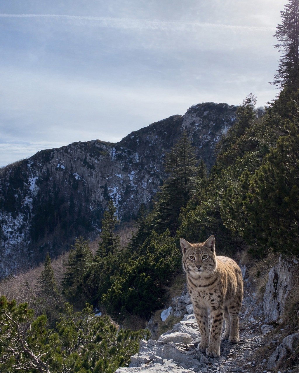 Ris upravo viđen na Risnjaku!!!!!
Isprobava naše nove staze...
NP Risnjak (25.–26.07.2026.)
Subota – trail utrke:
🐻 Medo — 11 km
🐺 Vuk — 23,5 km
🐆 Ris — 32,7 km
Nedjelja:
👧 Dječje utrke