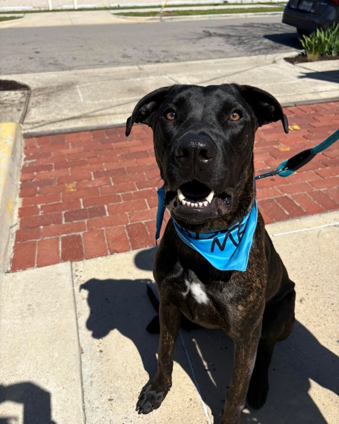 Today we had the pleasure of meeting Bubba (#A0058329752) who is one of the absolute sweetest gentle giants we’ve ever met. Sadly, after being adopted as a puppy he was recently returned to the shelter. He showed some fearful behaviors his first couple days back and is now on the urgent placement list and is in desperate need of a foster, adopter, or rescue.
He is dog and kid friendly, knows basic commands, like sit, down, shake, and even roll over, and charms everyone that he meets. He was an absolute rockstar at the adoption event today and we just know he’s going to make someone so incredibly happy. As an 11-month-old Dane mix, he’s quite sizable, but you would never know it given his gentle nature. Can someone please step up and be his hero?
Email:
FWACCTag@fortworthtexas.gov
Write 'Last Call' and the animal number in the subject line.
New fosters must first fill out the foster application: https://fortworthtexas.galaxydigital.com/agency/detail/?agency_id=156289 must be in DFW
Adoptions must be done in person. The shelter cannot assist out of state adopters at this time.
Fort Worth Animal Care & Control - Silcox
4900 Martin St, Fort Worth, TX 76119