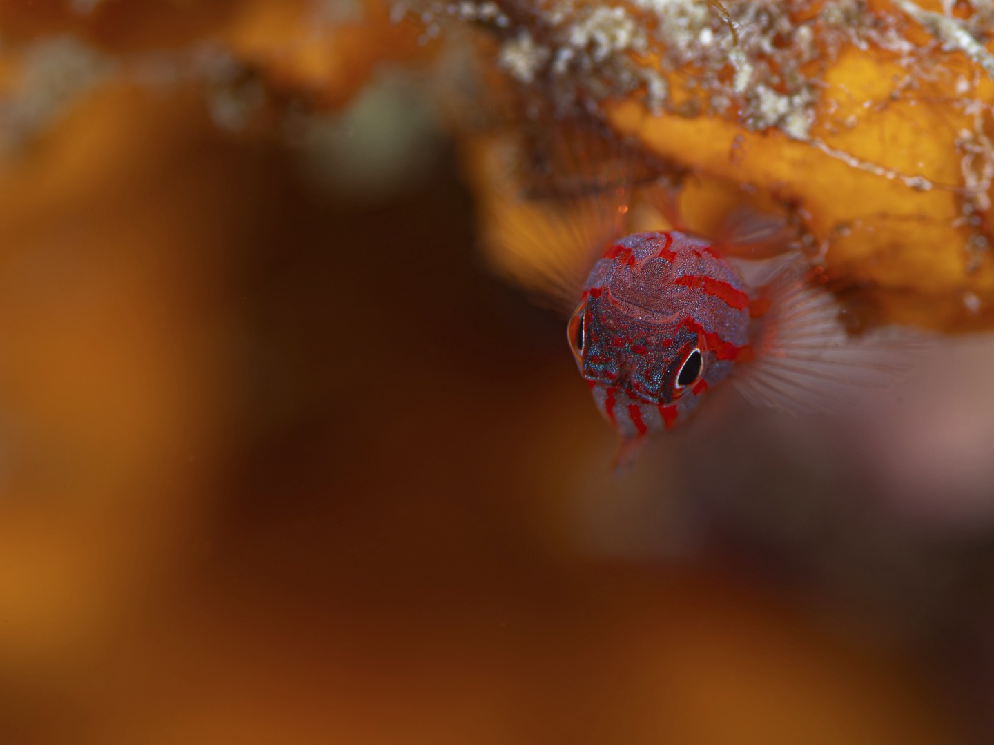 ๐๐ก๐ ๐ฅ๐ข๐ญ๐ญ๐ฅ๐ ๐ญ๐ก๐ข๐ง๐ ๐ฌ ๐ฆ๐จ๐ฌ๐ญ ๐ฉ๐๐จ๐ฉ๐ฅ๐ ๐ฌ๐ฐ๐ข๐ฆ ๐ฉ๐๐ฌ๐ญ
This tiny Stripehead pygmy goby (Trimma striatum) lives its whole life on a sponges in rocky crevices like this.
It's easy to swim straight past something like this - but slow downโฆ and suddenly an entirely different world appears.
Thatโs one of the things we love sharing with our guests.
Not just whatโs here โ but how to see it.
Because once you start noticing the small thingsโฆ you realise just how much youโve been missing.
๐ธ John Warmington
๐๐๐๐ง ๐ญ๐จ ๐๐ข๐ฏ๐ ๐๐ง๐ ๐ฌ๐๐ ๐ฆ๐จ๐ซ๐?
Links in bio
#VanuatuMoments #DiveVanuatu #KarmaWatersVanuatu #UnderwaterPhotography #MacroLife