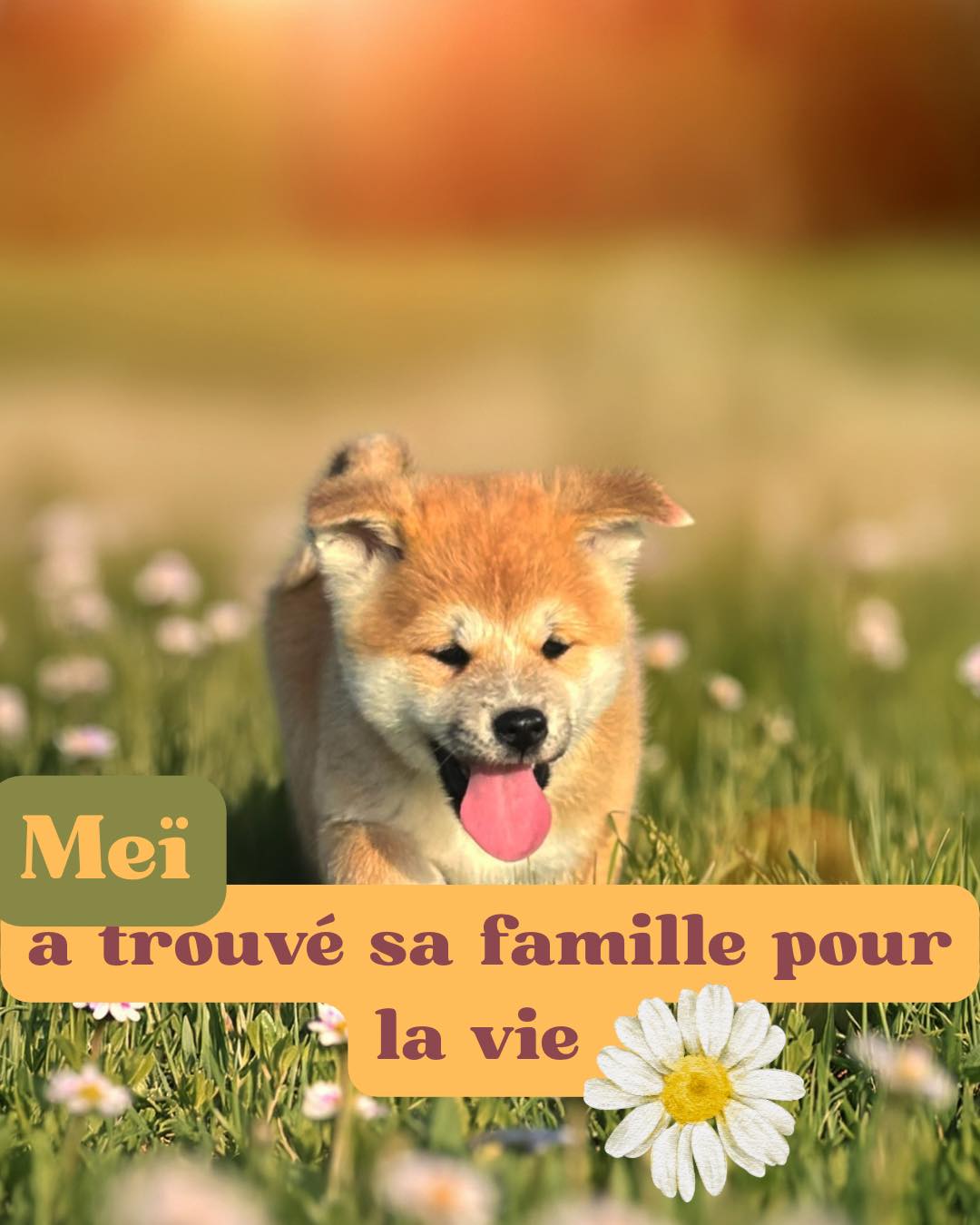 Ce week-end, Meï a rencontré sa future famille… 🤍
Un moment rempli de douceur,
de tendresse
et d’un petit quelque chose de magique. ✨
Une rencontre simple, évidente,
comme si chacun s’était déjà trouvé. 🐾
Vendredi matin,
sa future maman viendra la chercher
pour rejoindre sa famille pour la vie,
près de Lyon,
aux côtés d’un enfant et d’un chat. 🤍
J’aime prendre le temps avec chaque famille,
préparer chaque départ avec soin,
et faire les choses en douceur…
Pour offrir à mes chiots
le plus beau départ possible
dans leur nouvelle vie. 🌿
Parce qu’un beau départ,
c’est déjà le début d’une très belle histoire. 🤍
#puppies #japanesedog #doglovers #foryou #akitainu #akitainulovers
