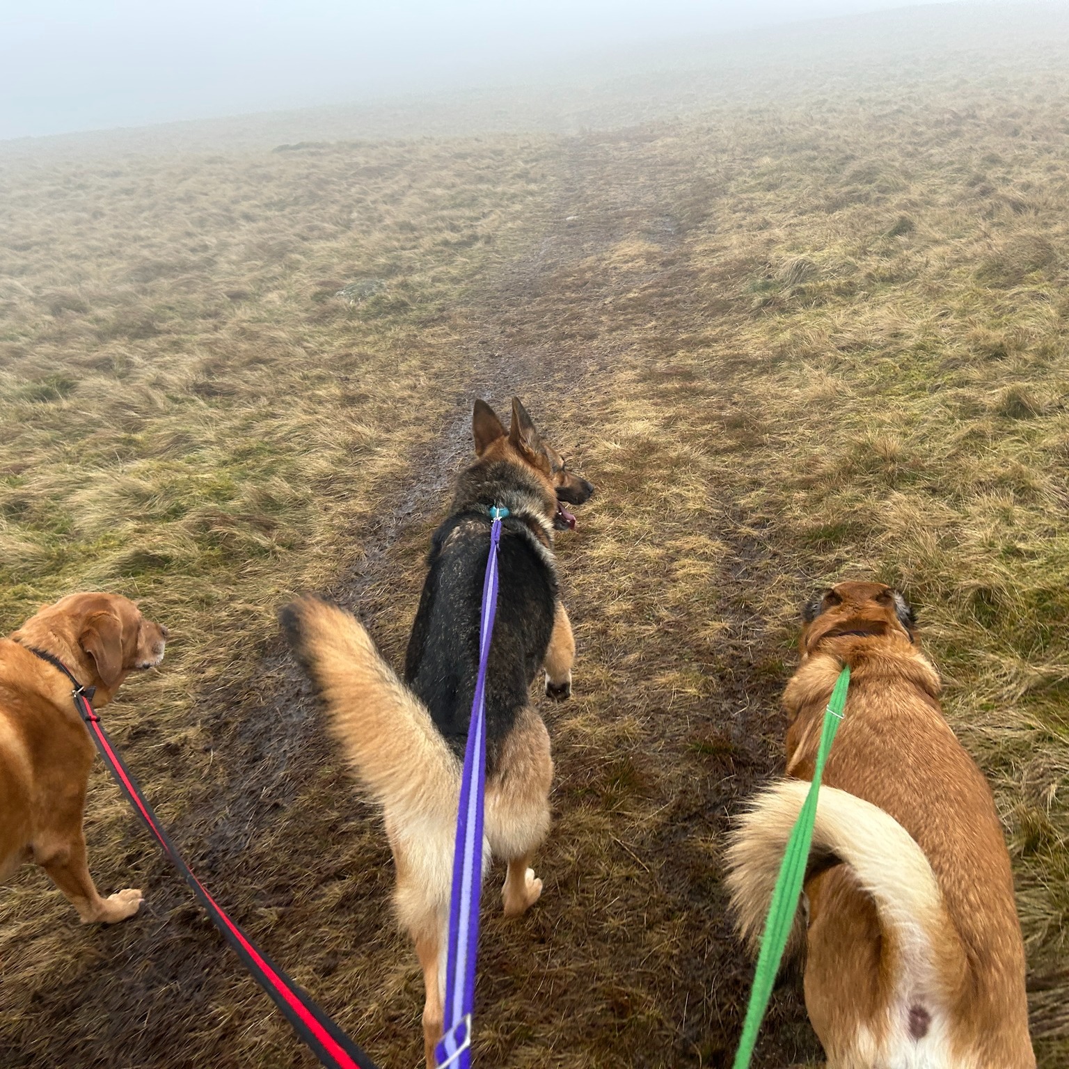 Daryl, Buddy, Elsa and Rosco 🤩