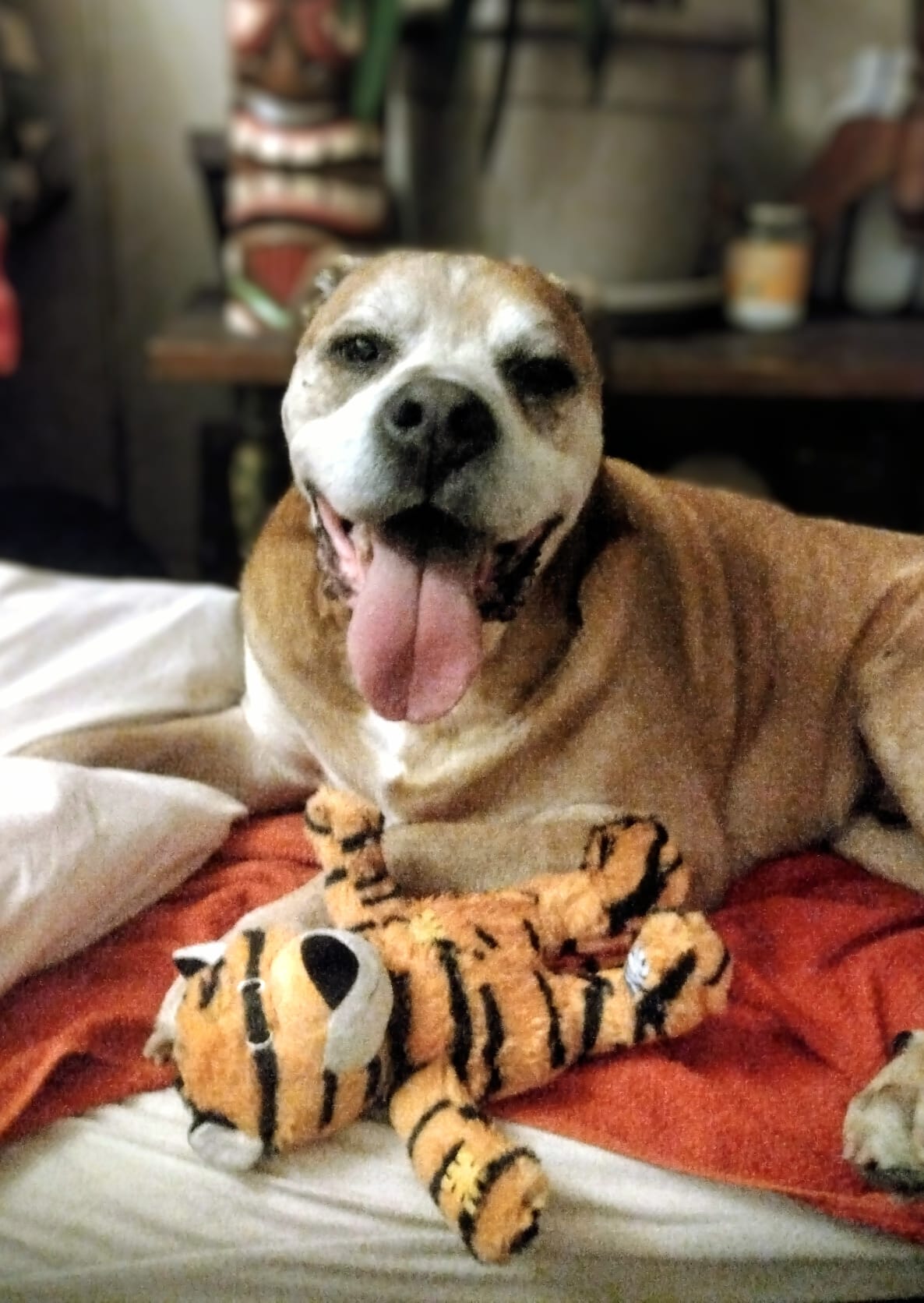 13 ans...
Bon anniversaire🎂 mon Bibou d'amour💖, mon warrior, ma crevette cendrée.