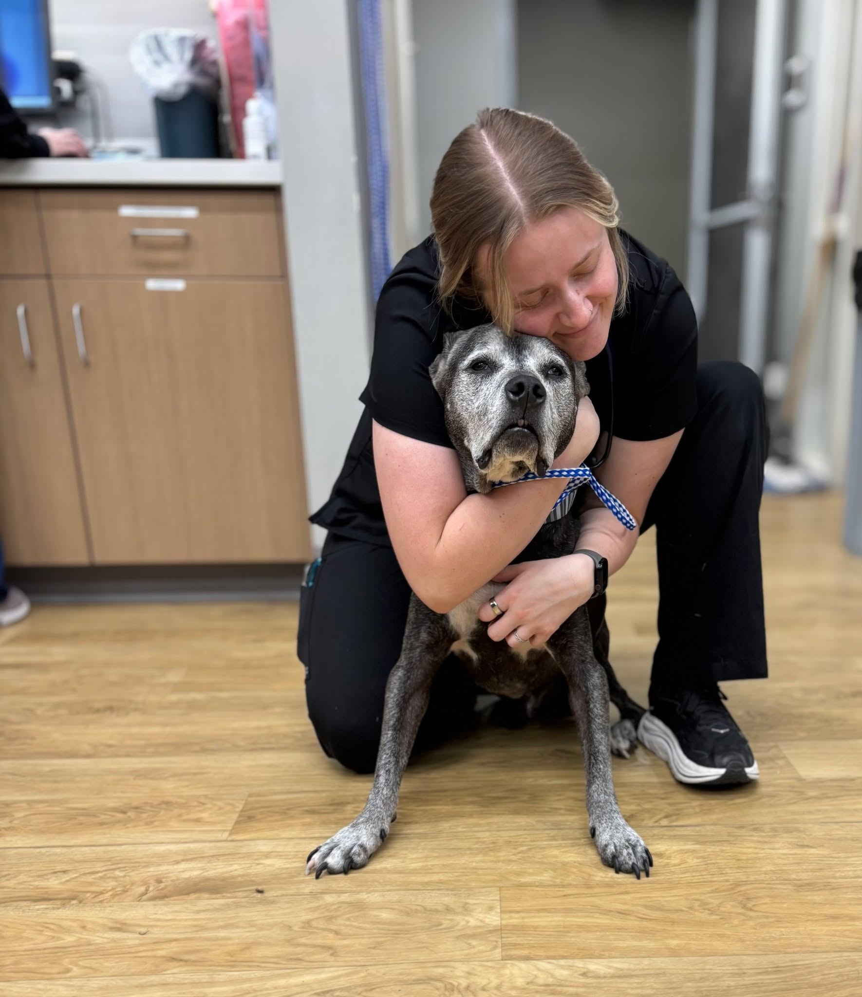 All snuggles for this sweet boy, Milton. Today he had a dental cleaing! 🩵🐾