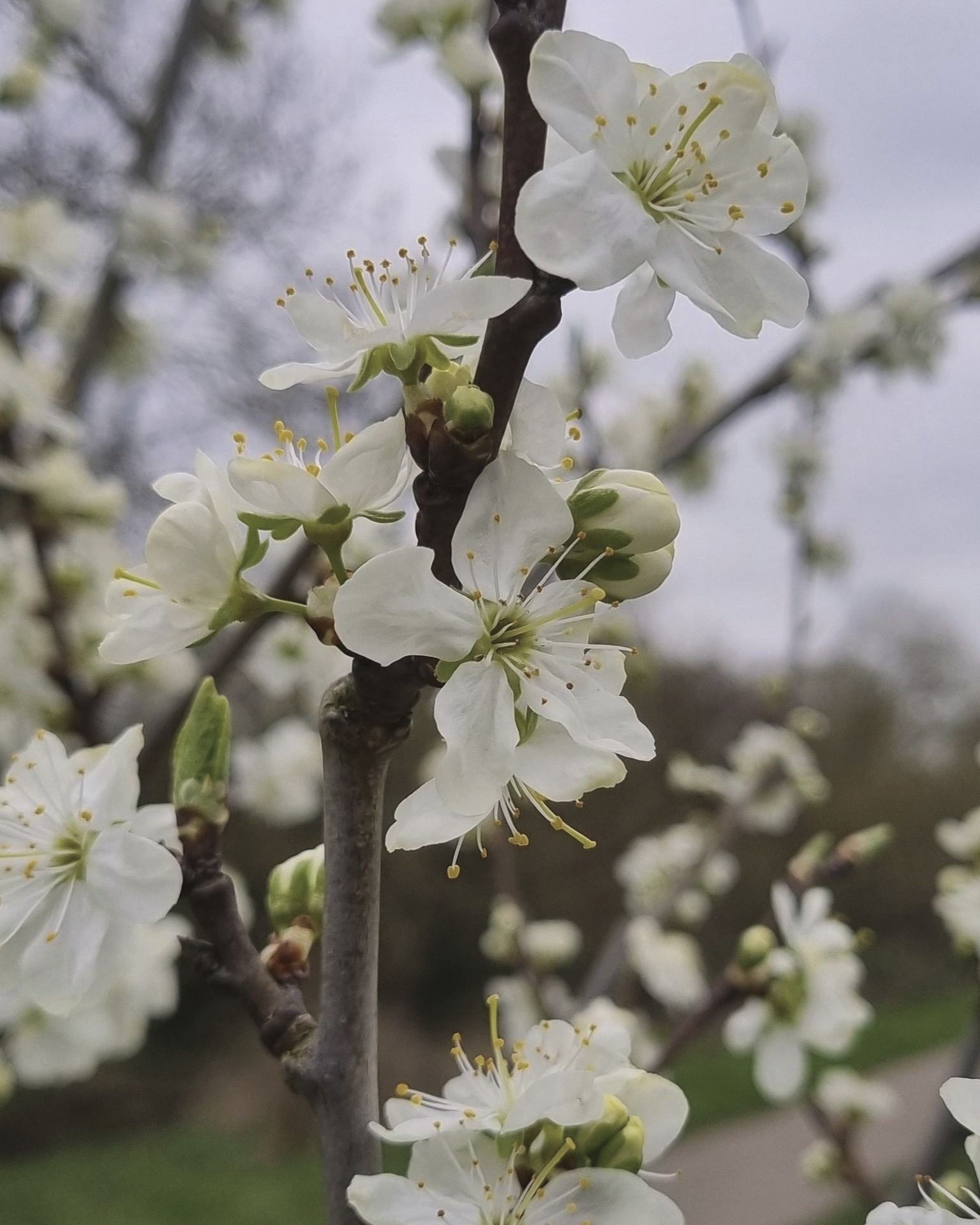 The colour is rapidly returning to #KingdomForestGarden in #Stirchley.
#Honeyberry #Rosemary #Damson #Cherrycot #Rhubarb