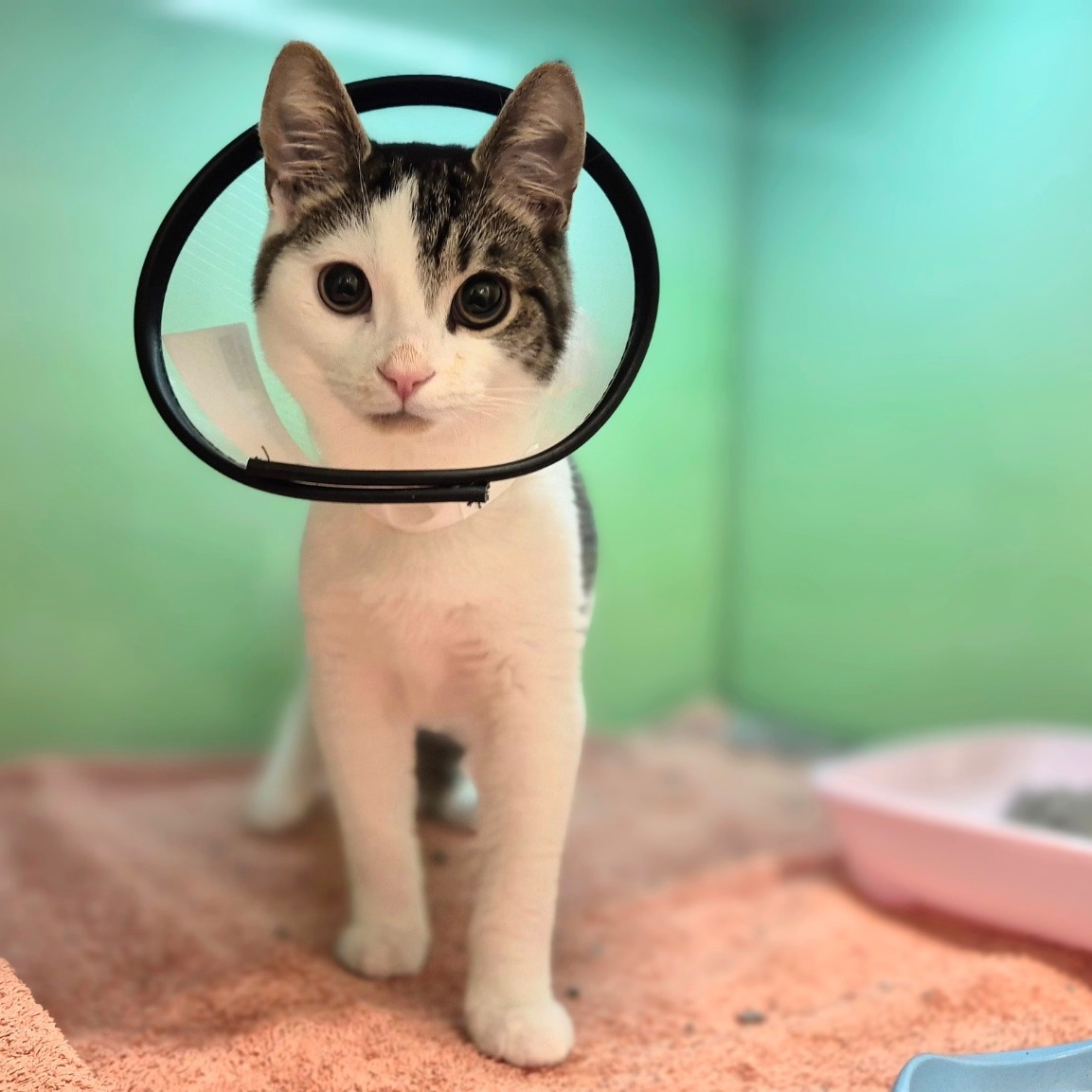 The CMA’s recent report on the veterinary sector has shone a light on something we have always believed at The Woodbridge Vets: pet owners deserve clear information, honest pricing, and the chance to make informed decisions about their pet’s care.
As an independent practice, this has always been part of how we work. We believe veterinary care should feel open, straightforward, and personal.
That means taking the time to explain things clearly, talking through the different options, and being upfront about likely costs, so you can make the decision that feels right for you and your pet.
We already provide estimates before procedures, publish our prices on our website, offer prescriptions where appropriate, and make sure clients have the information they need before going ahead with treatment.
Above all, our focus is always on doing what is best for you and your pet. Our team are here to provide excellent clinical care, alongside the kind of personal, thoughtful support that helps clients feel confident and cared for too.