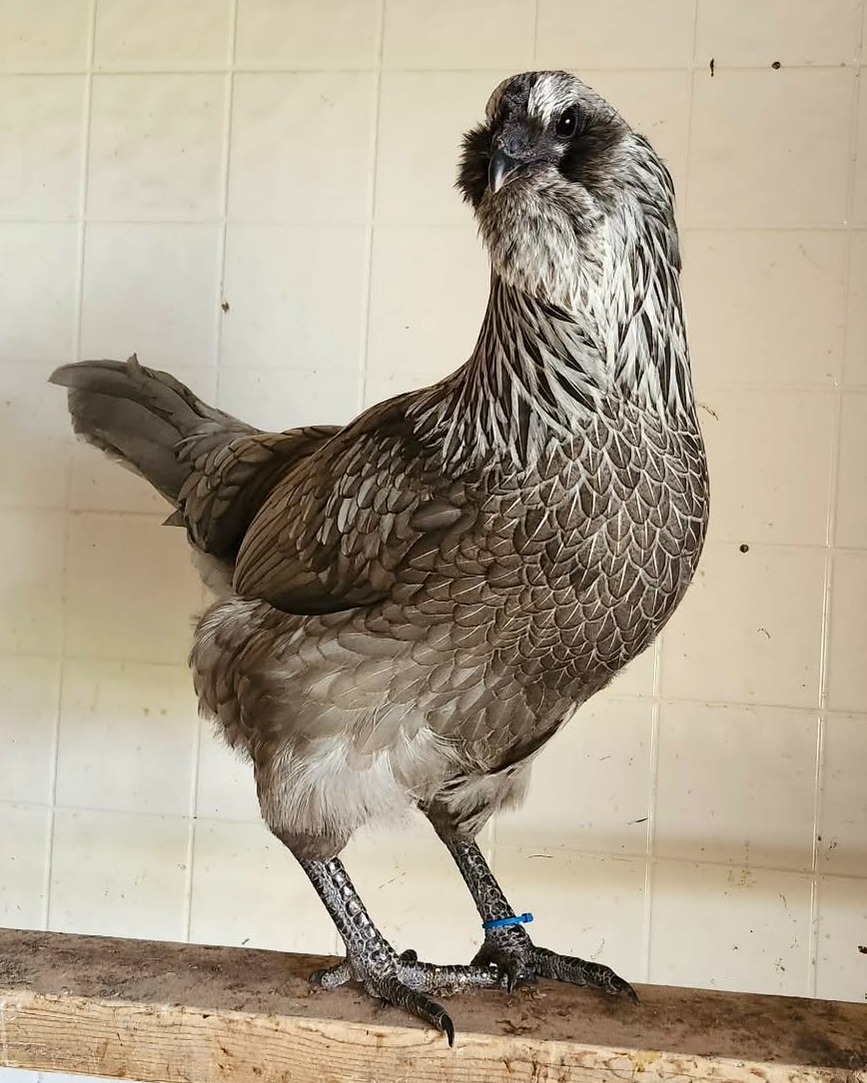This girl is from our first generation of Fibro Easter Eggers. She is literal perfection to me -- especially for an F1.
I thought it would take me many generations to get her wild-type feather pattern, but she is a great representation of what I'm trying to achieve. I'd love to see a bit more of the pattern throughout her body like our Hmongs, but her silver blue base colour makes her even more striking.
I'm excited to continue this project line of ours to see how we can keep this sort of look consistent throughout the generations, while also working towards more of a standard egg colour.