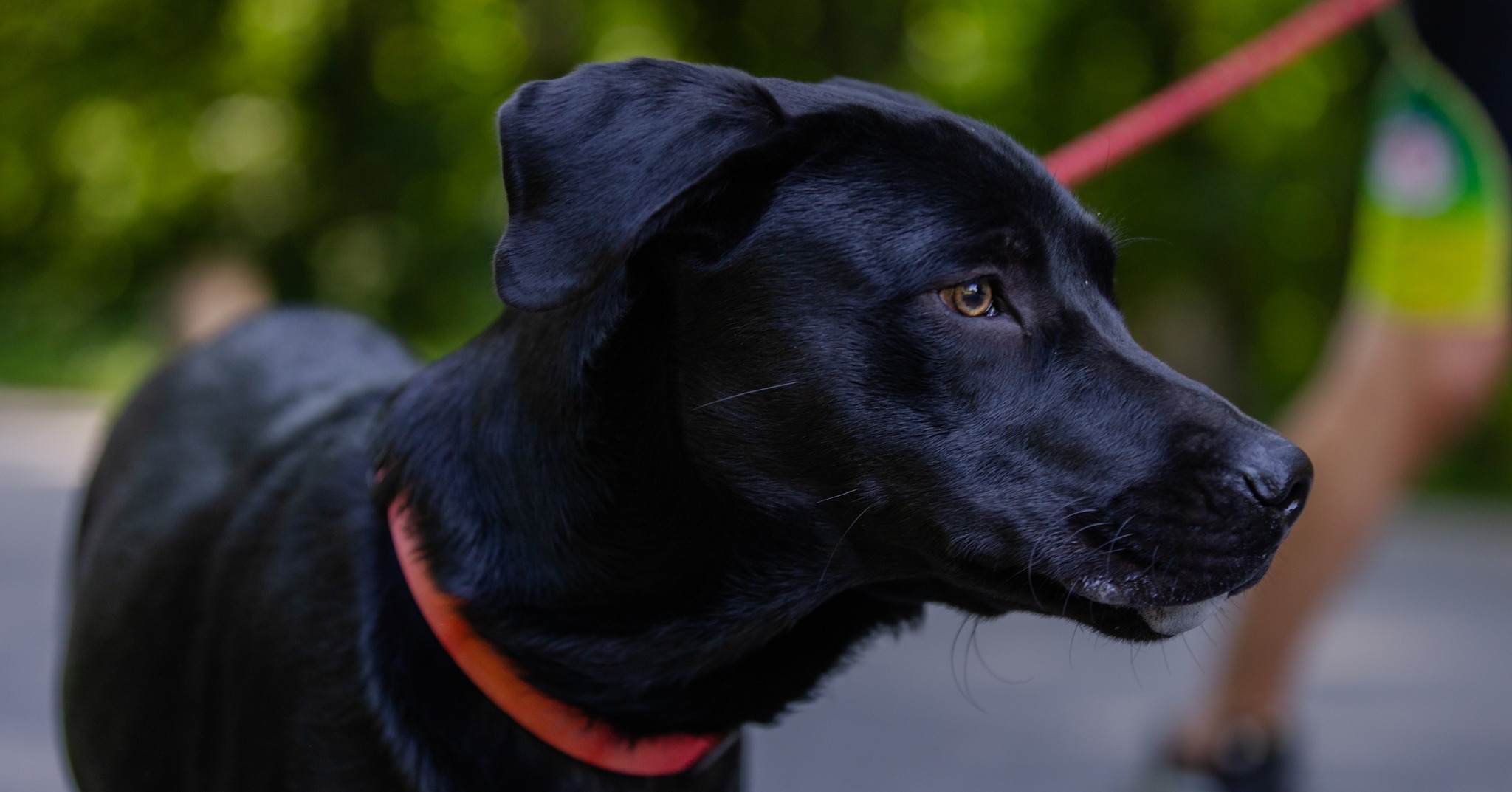 Prošle godine smo na @plitvicelakesnp imali i jednog krznenog trkača te puno onih koji su lavežom podržavali svoje vlasnike!
#doginstagram #doginfluencer #dogrunn