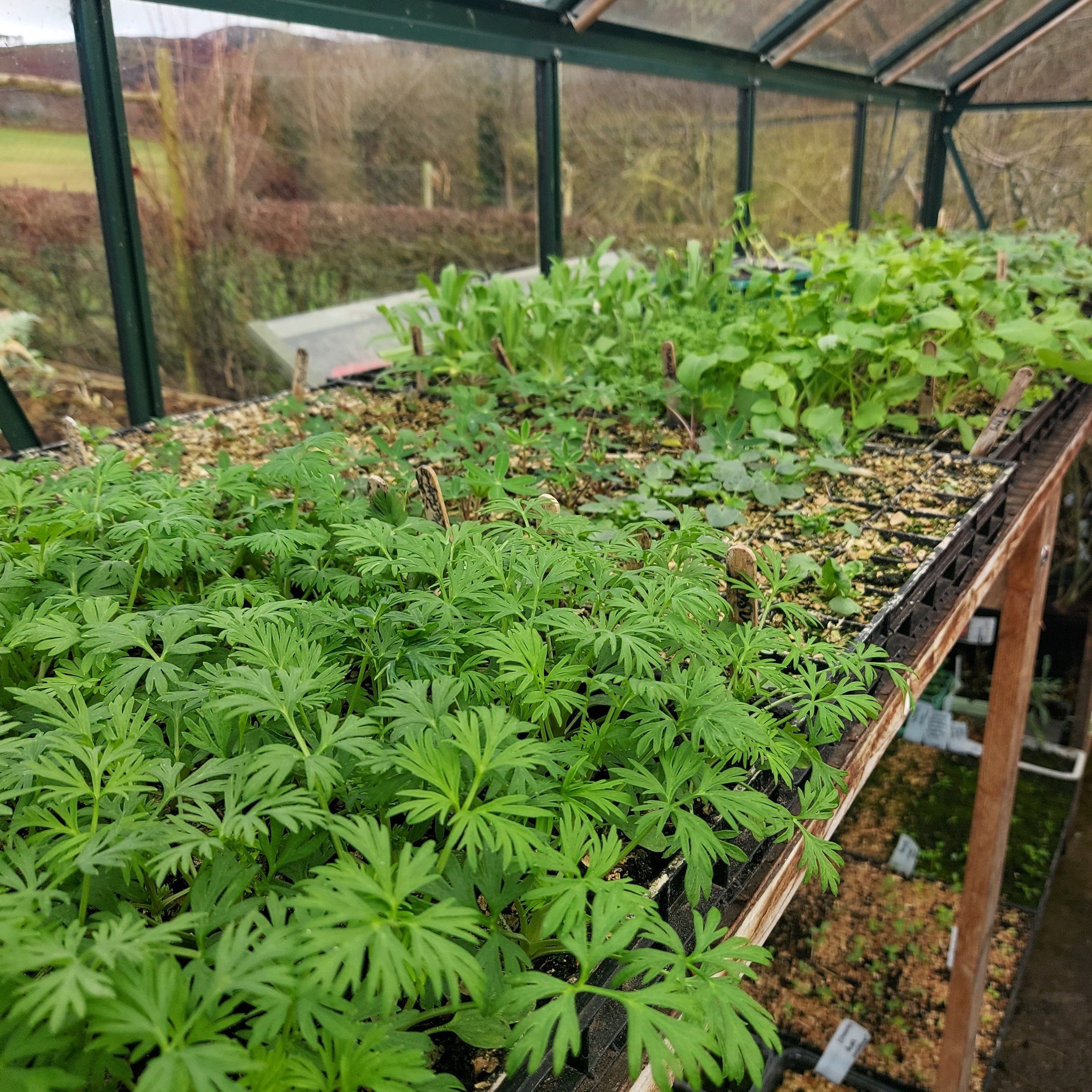 Completely blown away that our Two Day Grow Your Own Cut Flower Garden Workshop in May is almost sold out! Just two spaces left 🌸
We also have spaces left for our One Day Grow Your Own Cut Flower Garden Autumn Sowing Workshop in September… perfect if you want to get ahead and have your garden blooming early next spring.
After those long, dark days, there’s nothing better than seeing everything burst into life 🌱
Check the event page link above or visit our website for details and tickets.