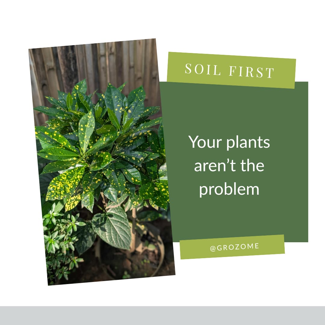 Itâs not your plants⊠itâs your soil.
Most soil is missing the biology plants need to actually thrive.
So even when you water and fertilize, things still struggle.
Healthy soil isnât just dirt, itâs a living system.
And when that system is working, your plants finally have access to what they need.
Thatâs where GROZOME comes in.
A plant probiotic designed to bring life back to your soil đ±
Because healthy plants start from the ground up.
Shop the link in bio + use code SPRING15 for 15% off.