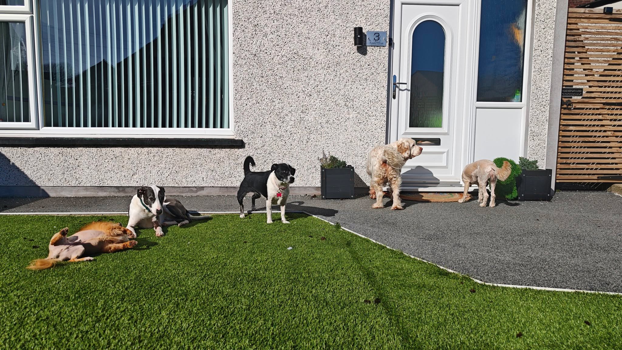 Sunny play date 😍🌞
Beau, Nova, Buzz, Woody and Soka