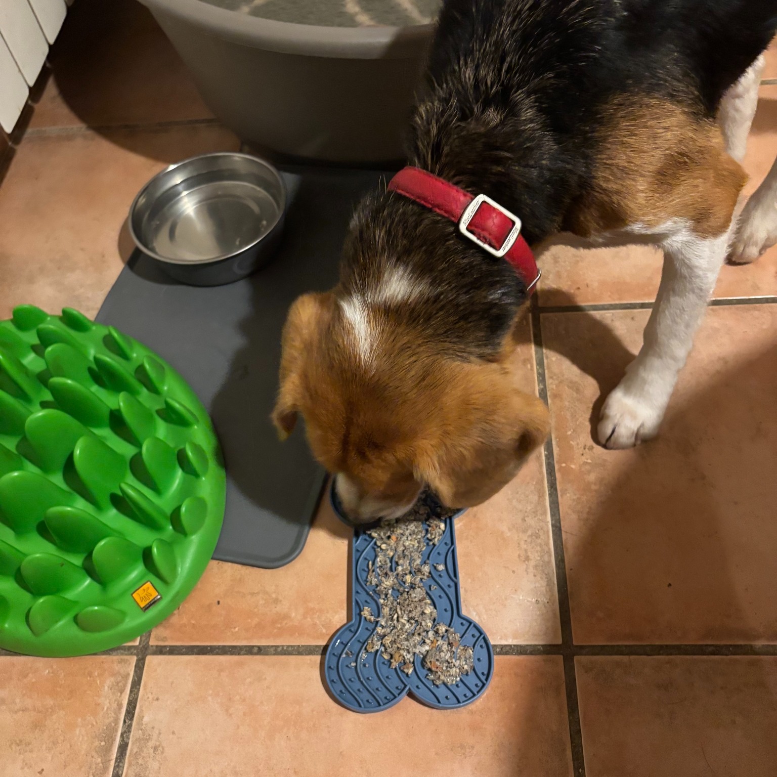 🐾 Et si vous saviez vraiment ce que mange votre animal ?
Aujourd’hui, beaucoup d’animaux sont nourris avec des aliments industriels…
👉 sans toujours savoir ce qu’il y a réellement dedans
💭 Et pourtant, l’alimentation joue un rôle essentiel sur :
• la digestion
• le poids
• la peau et le pelage
• l’énergie
• certaines pathologies
💚 C’est pour ça que je propose des plats préparés adaptés à chaque animal
👉 Une ration personnalisée
👉 Des ingrédients sélectionnés
👉 Une alimentation plus naturelle et plus adaptée à ses besoins
Chaque animal est unique, son alimentation doit l’être aussi 🐶🐱
✨ Je vous accompagne pour trouver la ration la plus adaptée à votre compagnon, selon son âge, son poids et ses besoins spécifiques
💬 Si vous souhaitez en savoir plus ou faire un bilan alimentaire :
👉 contactez-moi en message privé ou envoyez moi votre demande via mon formulaire https://docs.google.com/forms/d/1m0IqpVliZTGU-bFy3cnXnTlWdWL7_is-cuWQmpDhLUw/edit
www.lrocket.fr