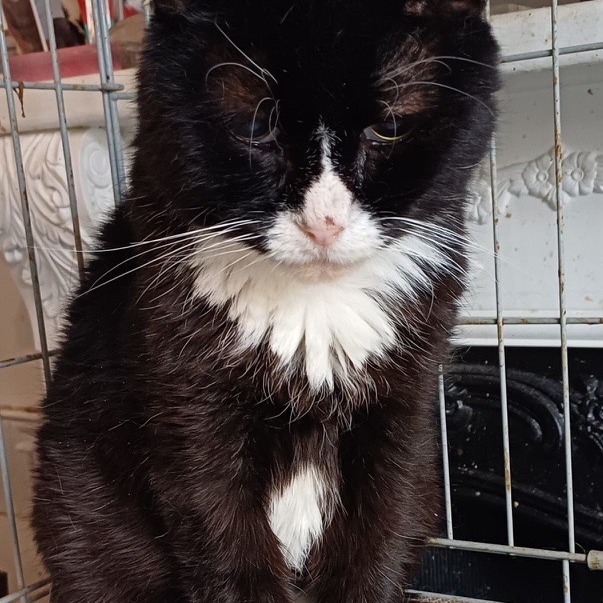 URGENT FOSTER NEEDED FOR HUBERT
Meet Hubert - ex-neighbourhood cat, local legend, professional Dreamie detector!
He was cared for by kind people on the street, but now his blood pressure is over 200 and outdoor life is no longer an option. The vet believes he is blind due to his high blood pressure, but he's been noticed to "see" a Dreamie with his nose.
Hubert is now safe, but he needs a calm foster home where his blood pressure can come down and he can recover properly.
He will need a quiet, low-stress home with no outdoor access. Due to Hubert being blind, the layout of the home will need to be consistent so he can navigate confidently. His food and litter will need to be located in easy, fixed places, and he will need a fosterer who is gentle, patient and caring while he settles in.
All vet visits are organised, handled and covered by our volunteers at L.I.C.K. We will provide you with ongoing medical support and guidance throughout fostering.
If you have fostered with L.I.C.K before, or have been thinking about it, please reach out.
---
📄 For more information about adoptions please head to our website. Be sure to read our resources and FAQs while you’re there!
🙏 Please consider donating via our fundraiser posts or the link in our bio. PayPal Giving Fund has no commission or payment fees. ALL donations go towards vet bills.
💊 Please be aware that some kitties may have pre-existing medical conditions that require a more expensive insurance policy. Ages are usually estimated.