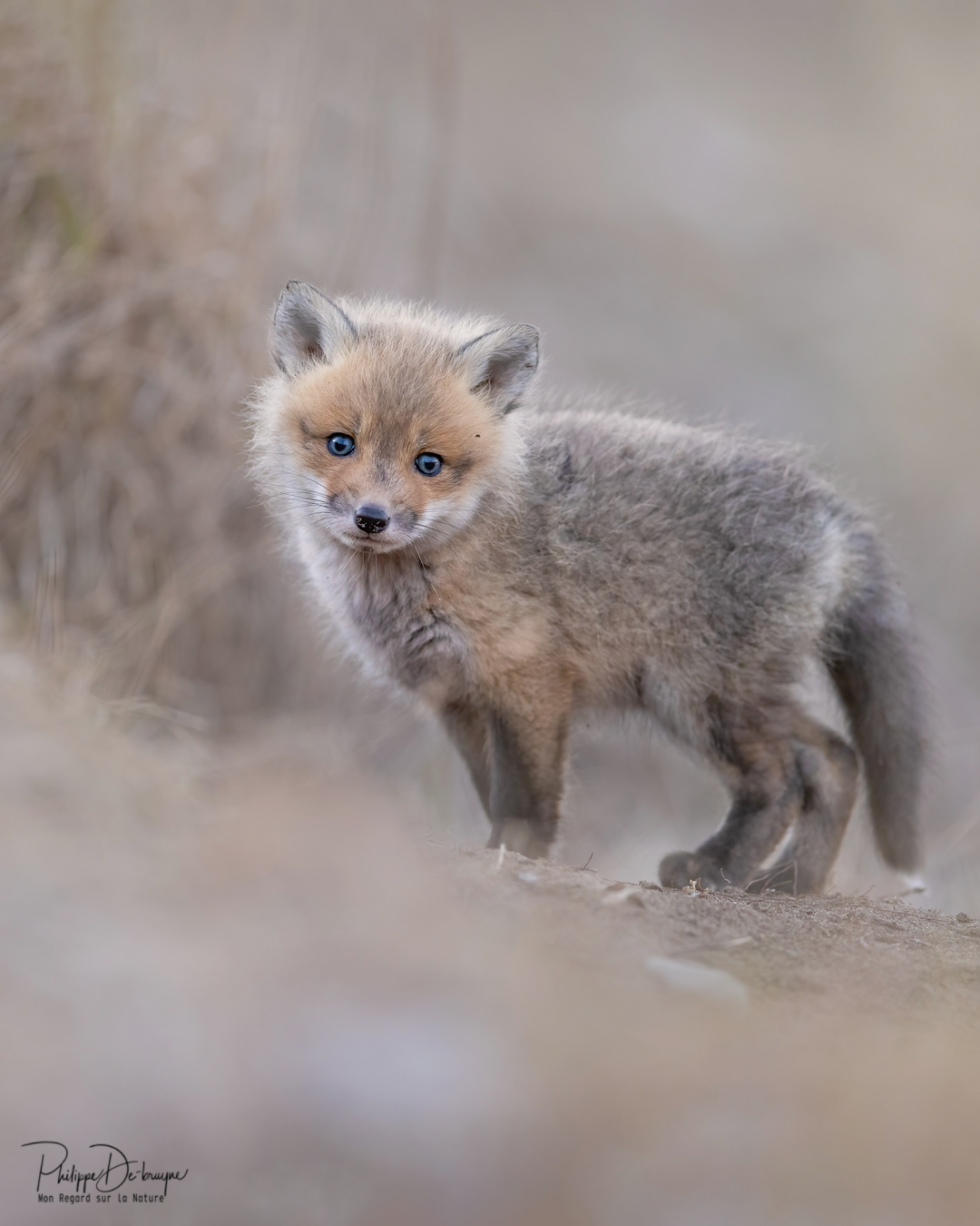 Mon plus beau suivi des petits renardeaux a été 2022 avec la magnifique Bella, que j'ai pu suivre jusqu'à son départ du territoire de sa mère à l'automne 🦊🥰
Voici mes meilleurs moments !!
Philippe DE-BRUYNE© Mon regard sur la nature
Je vous offre une réduction de 15% avec le code 15%
La vente d'impression est un excellent moyen de m'encourager 🙏