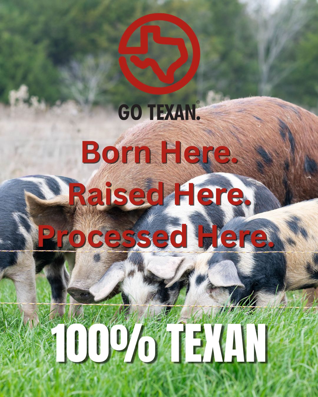 ✨ We are so excited to officially be part of the GO TEXAN family! ✨
In a world where grocery store labels don’t always mean what you think they do, we want you to know exactly what you’re getting from us.
🐖 Our promise is simple: the pork you buy from our farm is 100% Texan.
Our pigs are born and raised right here on our family farm in North Texas—outside on pasture, where they can root, roam, and live the way they were meant to. We supplement with locally sourced feed and raise them naturally, without added growth hormones.
Because our pigs are active and healthy, they take nearly twice as long to reach butcher weight compared to conventionally raised hogs—but we believe you can taste the difference. Our heritage breeds produce beautifully marbled, deep red, flavorful pork that you just won’t find in a store.
And it doesn’t stop there—our small-town Texas butcher crafts small-batch sausage using quality ingredients you can feel good about feeding your family.
We started this farm because we wanted to truly know where our food came from. Now, we’re proud to share that with you. ❤️
From our farm to your table.
#GoTexan #SupportLocalTexas #KnowYourFarmer #PastureRaisedPork #FarmToTable #NorthTexasFarms #HeritageBreed #EatLocalTX #TexasAgriculture