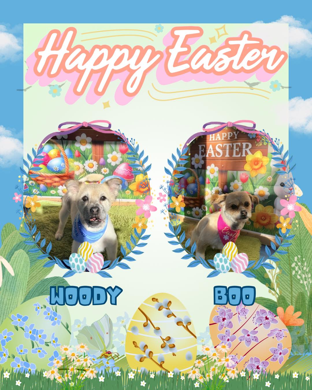 Woody & Boo
.
.
.
#worcesterparksurrey #surbitonandsurroundingareas #surbiton #nonsuchpark #surbitonsmallbusiness #newmalden #surrey #worcesterpark #dogsofsurrey #newmaldendogs #tolworthdogs #raynespark #tolworth #esher #epsom #surbitondogs #nonsuchparkdogs #ewell #worcesterparksurreybusiness #chessington