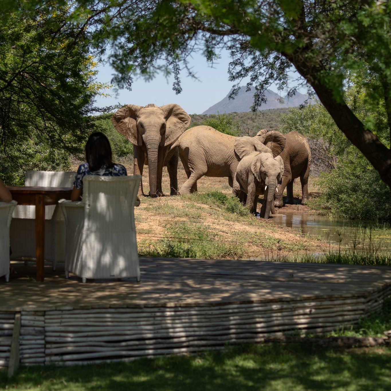 ...🌵 Karoo Luxury at its Finest
Step into the breathtaking beauty of the Great Karoo and discover the elegance of The Manor at Samara Karoo Reserve.
This exclusive-use villa offers a truly private safari experience with just four luxurious suites, sweeping mountain views, and a stunning infinity pool overlooking the vast Karoo wilderness. Guests enjoy a dedicated guide, private vehicle, chef, and tailor-made safari activities designed for complete relaxation and adventure.
📖 Read the full feature on Page 18 of Issue 33 and experience one of South Africa’s most unique safari destinations.
👉 Read the magazine here:
https://www.khakibush.com/your-free-emag (link in bio)
#KhakiBushMagazine #SamaraKarooReserve #KarooSafari #LuxurySafari #EasternCape #SafariExperience #AfricanAdventure #ExploreSouthAfrica #KarooLife #SafariTravel
