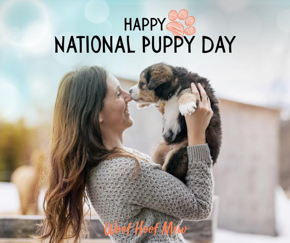 Life is just better with a puppy by your side (and a little bit of fur on your clothes).
Happy #NationalPuppyDay to the one who truly runs this house!
#woofhoofmew #petsitting #conifercolorado #morrisoncolorado #evergreencolorado