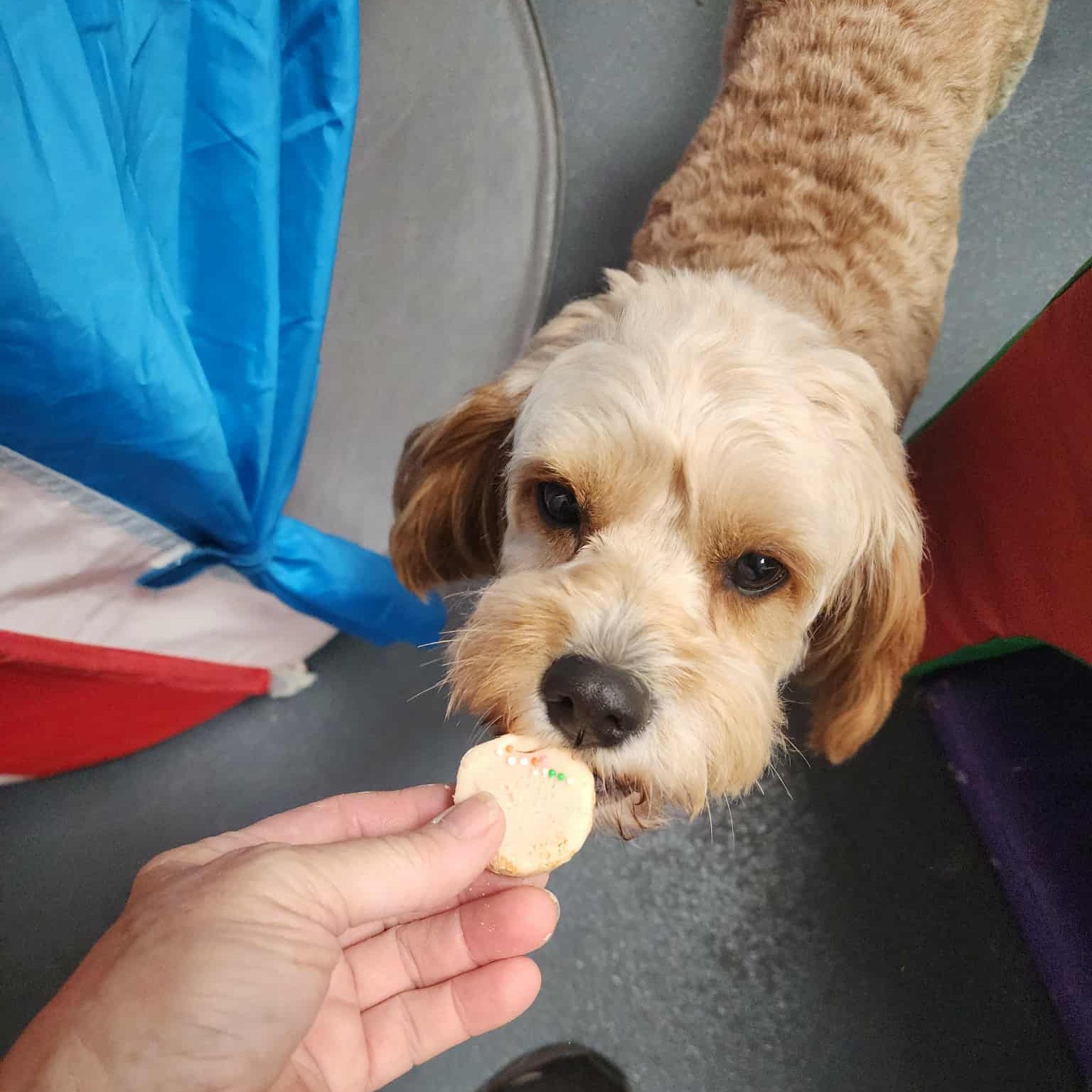 The crew are showing up READY to pawty for Molly 🎉🐾💖
From zoomies to tail wags and plenty of playtime in between, today is all about celebrating another birthday pawty in the best way possible 🐶✨
Nothing beats a daycare full of happy pups, good vibes, and a whole lot of fun 🥳