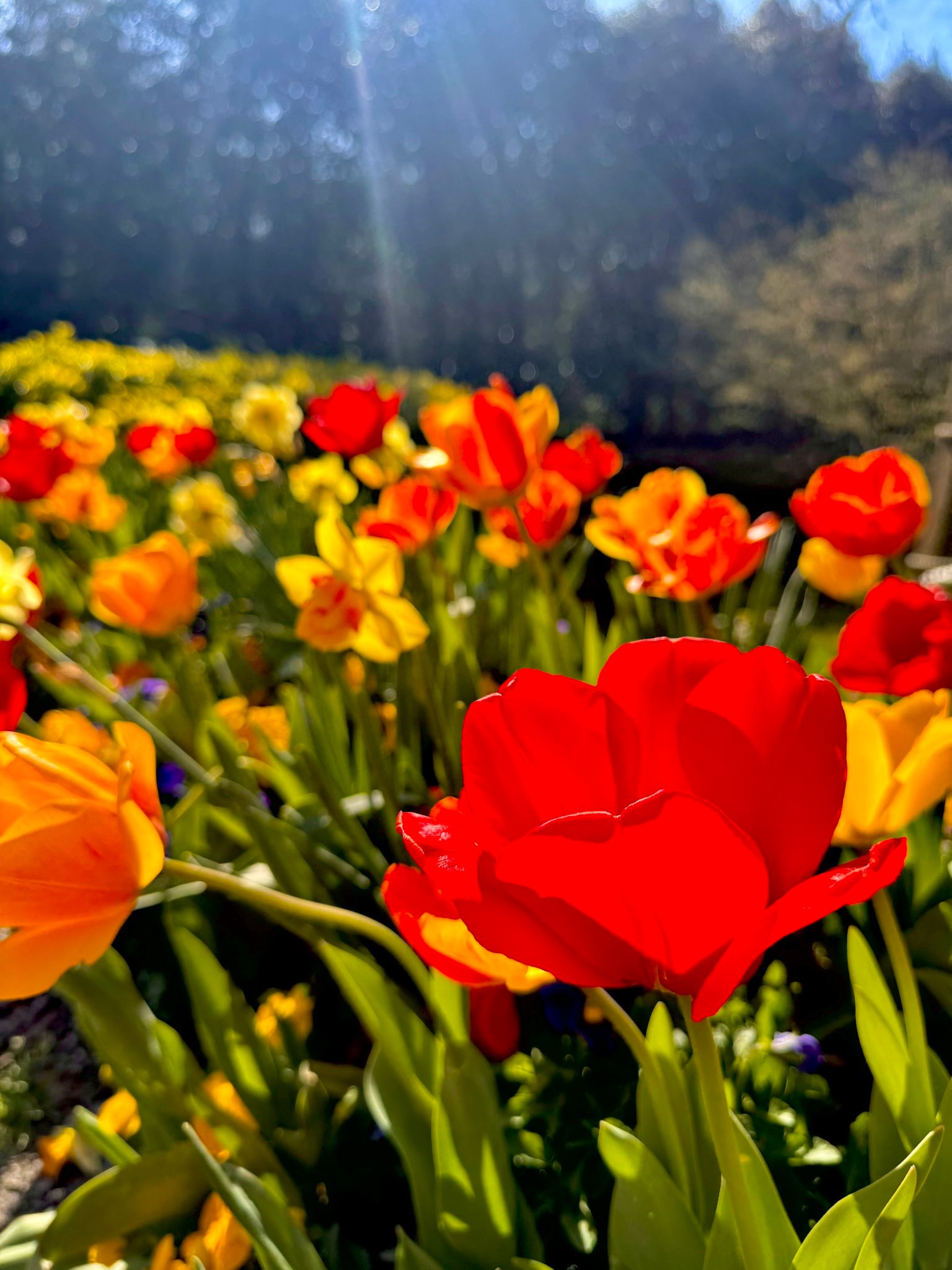 Is there a better way to celebrate spring than to spend an afternoon with your wife seeing God’s creation in all its glory?
“Forget the former things; do not dwell on the past. See, I am doing a new thing! Now it springs up; do you not perceive it? I am making a way in the wilderness and streams in the wasteland.” Isaiah 43:18-19