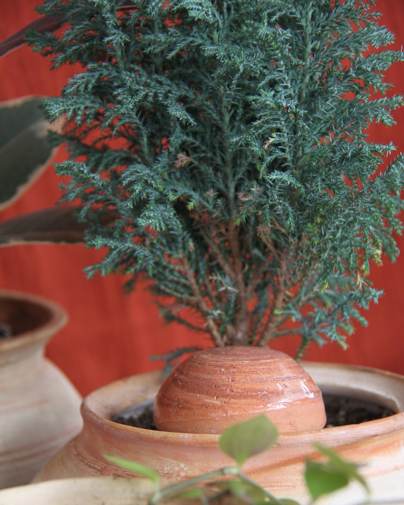 This is Stanley, who has been with us since the beginning of Bunns Creek Pottery, and who was a beloved part of our plant family.
Stanley froze at an exceptionally cold market in December, and we have been mourning his swaying branches ever since.
RIP Stanley.