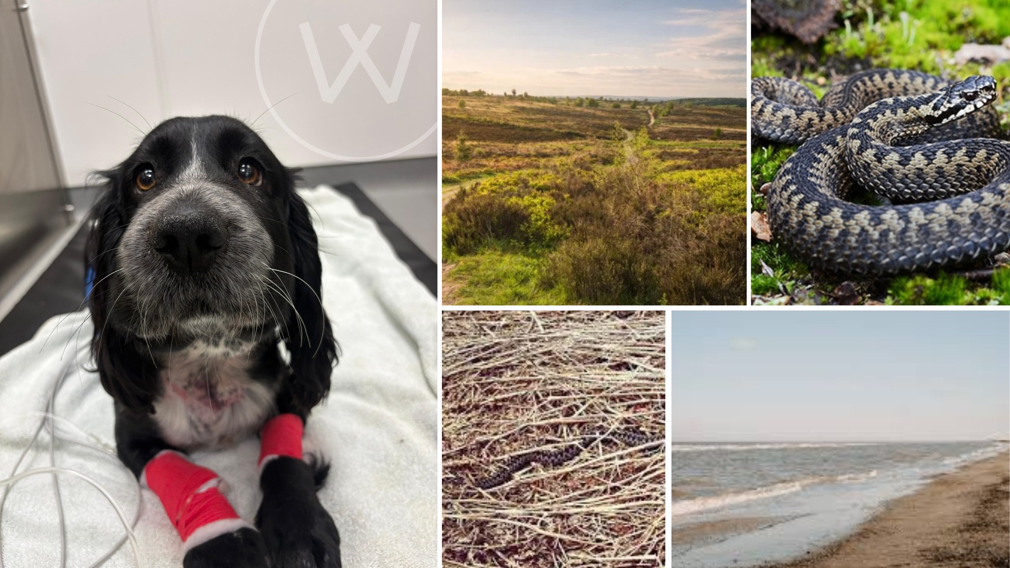 As we head into spring and enjoy the warmer weather, snakes become more active, and encounters while walking your dog are more likely. Spring is peak season for adder activity, and we’ve already seen two confirmed cases this month - one involving sweet Maddie, a one-year-old Cocker Spaniel who was bitten 🐍
In the UK, there’s just one venomous snake – the European adder (Vipera berus). Adders can sometimes be mistaken for grass snakes, slow worms, or lizards, but they can be identified by the distinct zigzag pattern along their back.
Adder bites are rarely fatal but can be very painful and distressing. Prompt veterinary care is crucial and usually involves pain relief, managing swelling, and sometimes antivenom. Most dogs make a full recovery with quick treatment. Maddie responded wonderfully to care and is now doing really well. Her treatment was overseen by Kyle our vet, and we’d like to thank all the nursing team involved for their dedication and support in Maddie's case ❤
If your dog is bitten, head straight to the vet and call ahead so the team can prepare for your arrival. Stay safe and enjoy your spring walks with your furry friends! ❤
#thewoodbridgevets #independentpractice #veterinarycare #veterinarypractice #adderawarness #veterinarymedicine #antivenom #dogs #cats #inpatientcare #doghealth #sufolkcommunity #veterinarystaff #continuityofcare #cockerspaniel