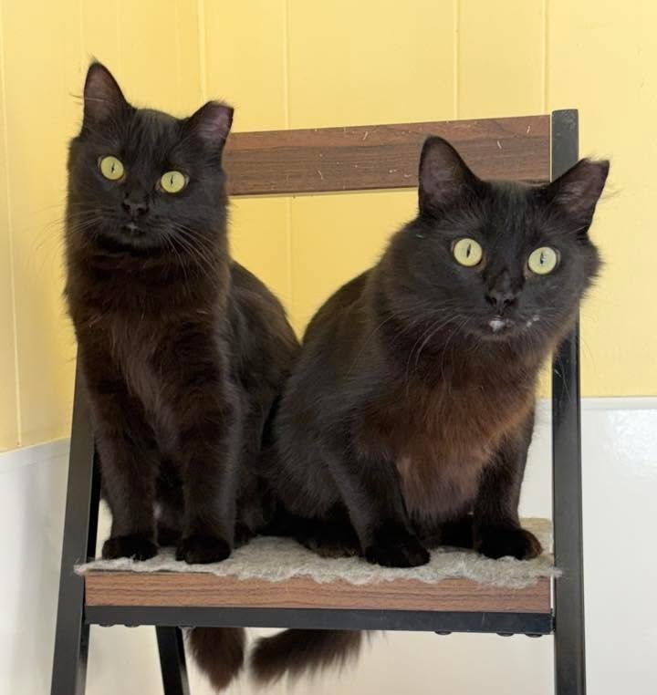 You can now meet the twins, Gabbana and Dolce, @naughtycatcafe. They are known to be a bit prissy so we hope they aren't so bossy when they join the other naughty cats:) #twincats #sistercats #twoisbetterthanone