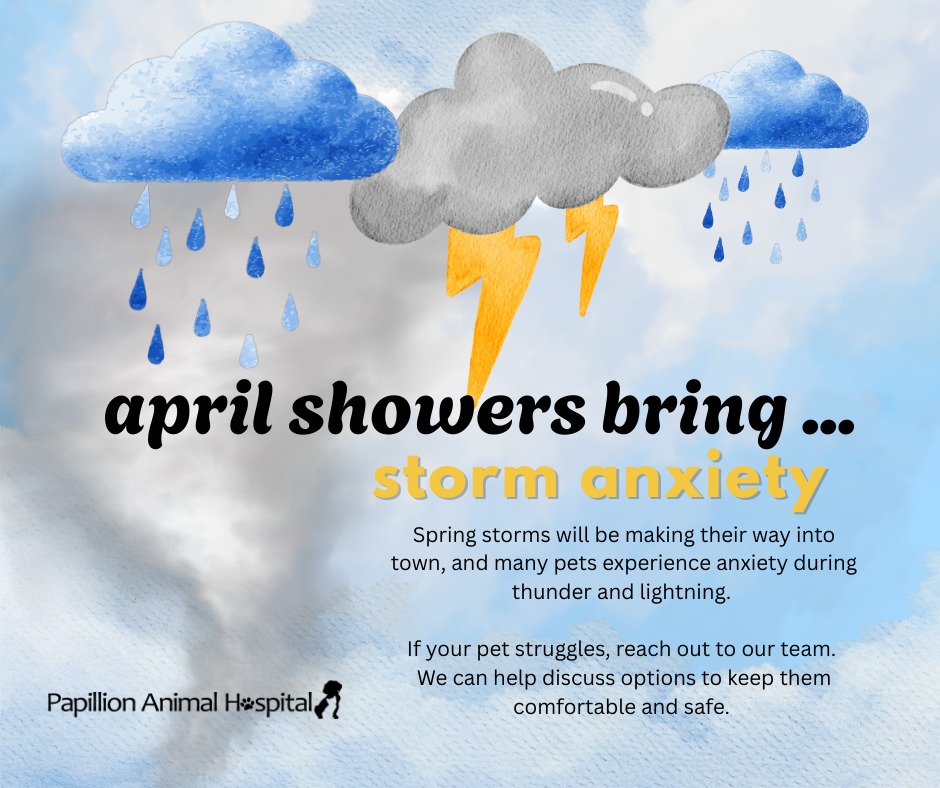 Spring storms will be making their way into town, and many pets experience anxiety during thunder and lightning.
If your pet struggles, reach out to our team.
We can help discuss options to keep them comfortable and safe.