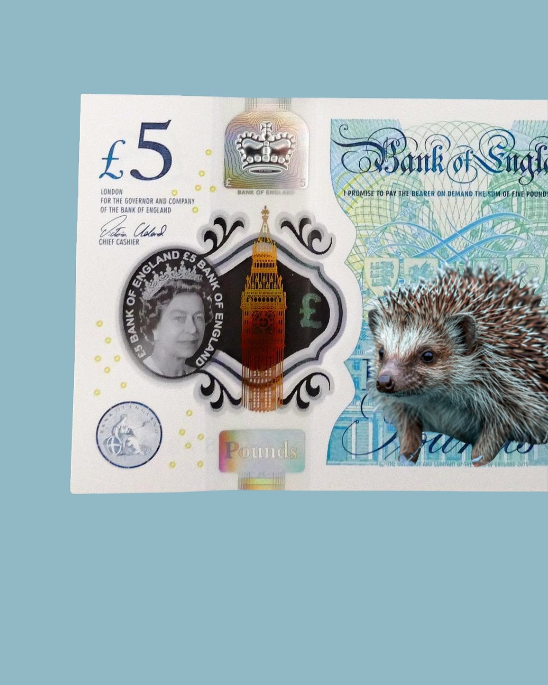 UK Money will now have animals on 💵🦔
Adorable news everyone!
The bank of England had a poll for what people would most like to see featured on a new bank note design, and the winner was UK wildlife.
An even more spectacular win than Boaty McBoatface.
There is going to be a vote this summer for which wildlife specifically to have on them. Let us know who you'd vote for below 👇
Personally I think the Fox just fits too well 🦊
#uk #uknature #britishwildlife #fox #wildlife