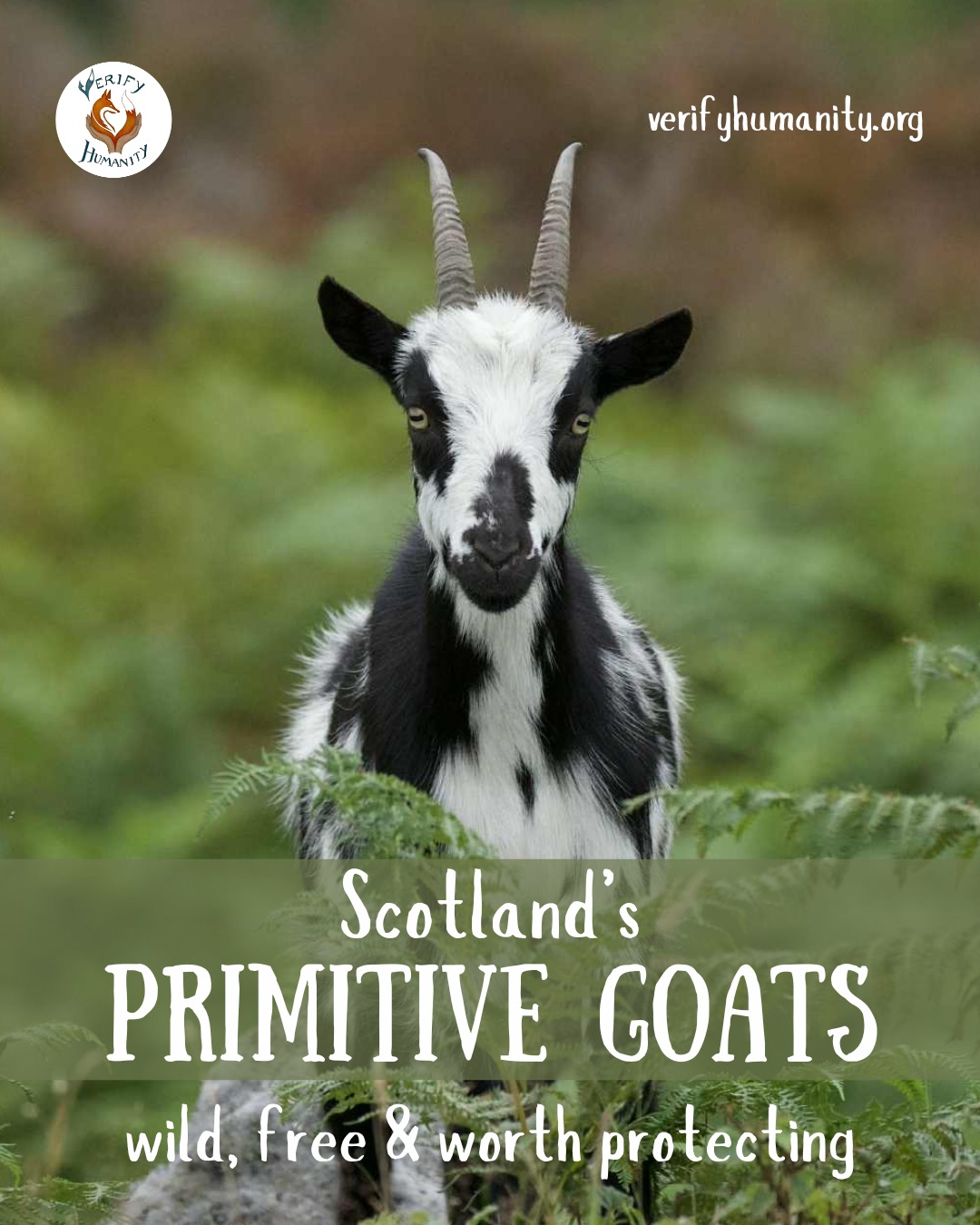 Youโve GOAT to be kidding. ๐
On 11 February 2025, the Scottish Government decided not to grant protection or legal status to primitive goat species found in the Scottish Borders.
This devastating decision took just seven minutes to discuss. Despite a petition with thousands of public signatures โ and the efforts of MPs and organisations โ the conclusion was deeply disappointing.
Wild goats are considered a non-native species in Scotland, even though they have grazed this land for thousands of years. This classification was the main justification for moving forward with culling these beautiful animals โ all in the name of conservation.
They are said to damage the environment. Yet the Scottish Fire and Rescue Service has commented on their potential benefits in wildfire control through natural grazing, offering an eco-friendly and cost-effective solution.
With numbers already low, failing to protect them puts these goats at real risk of disappearing altogether.
We hope Oxygen Conservation Ltd reconsiders their decision and chooses to save the lives of these goats. It is organisations like this that give conservation a bad name.
Our wild goats deserve safety, peace, and protection.
#goat #scottishgoats #scotlandwildlife #conservation #protectgoats
Sources
The Scottish Parliament - PE2151: Grant protected status to primitive goat species in the Scottish Borders
Images - with kind permission from The Wild Goat Conservation Trust. https://www.twgct.co.uk/