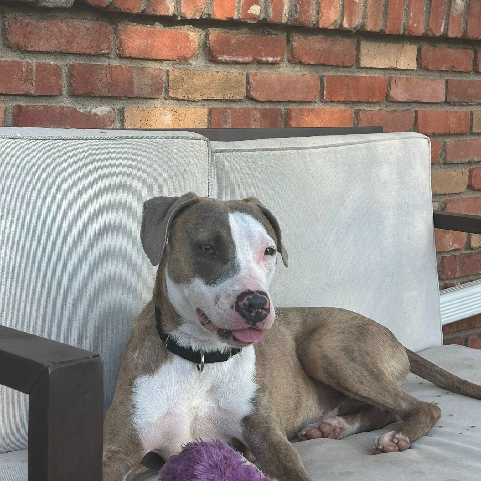 Carter (60150595) is a 3 year old, 45-pound lovebug in need of a foster, adopter, or rescue. Unfortunately Carter is currently labeled urgent given he's showing signs of shelter stress. Given he has been in the shelter since January, it is no surprise that he is not thriving in that environment.
A kind foster has been able to take him for sleepovers at her house several times, but can't commit to longer-term fostering. See below for her notes during his current stay:
"This is my THIRD time having Carter in my home, and he is such a sweet boy. I couldn’t not share him again in hopes his perfect person (or foster!) sees this 🤍
Carter is a toy enthusiast--he immediately empties the toy bin and happily entertains himself for hours 😂 Mid-energy, but very content doing his own thing with a few good toys. He LOVES other dogs and really gains confidence from them—I truly think he’d thrive in a home with a canine buddy. He’s been great in his crate and is working on potty training + leash confidence (and making progress!). He enjoys attention from neighbor kids and is always the first to greet anyone walking by the fence. Carter just needs a chance outside the shelter to really shine!"
If you can open your heart and home to Carter, please email fwacctag@fortworthtexas.gov! He is currently in short-term foster, but we would love for him to find a longer-term solution before he has to go back to the shelter in a few days.