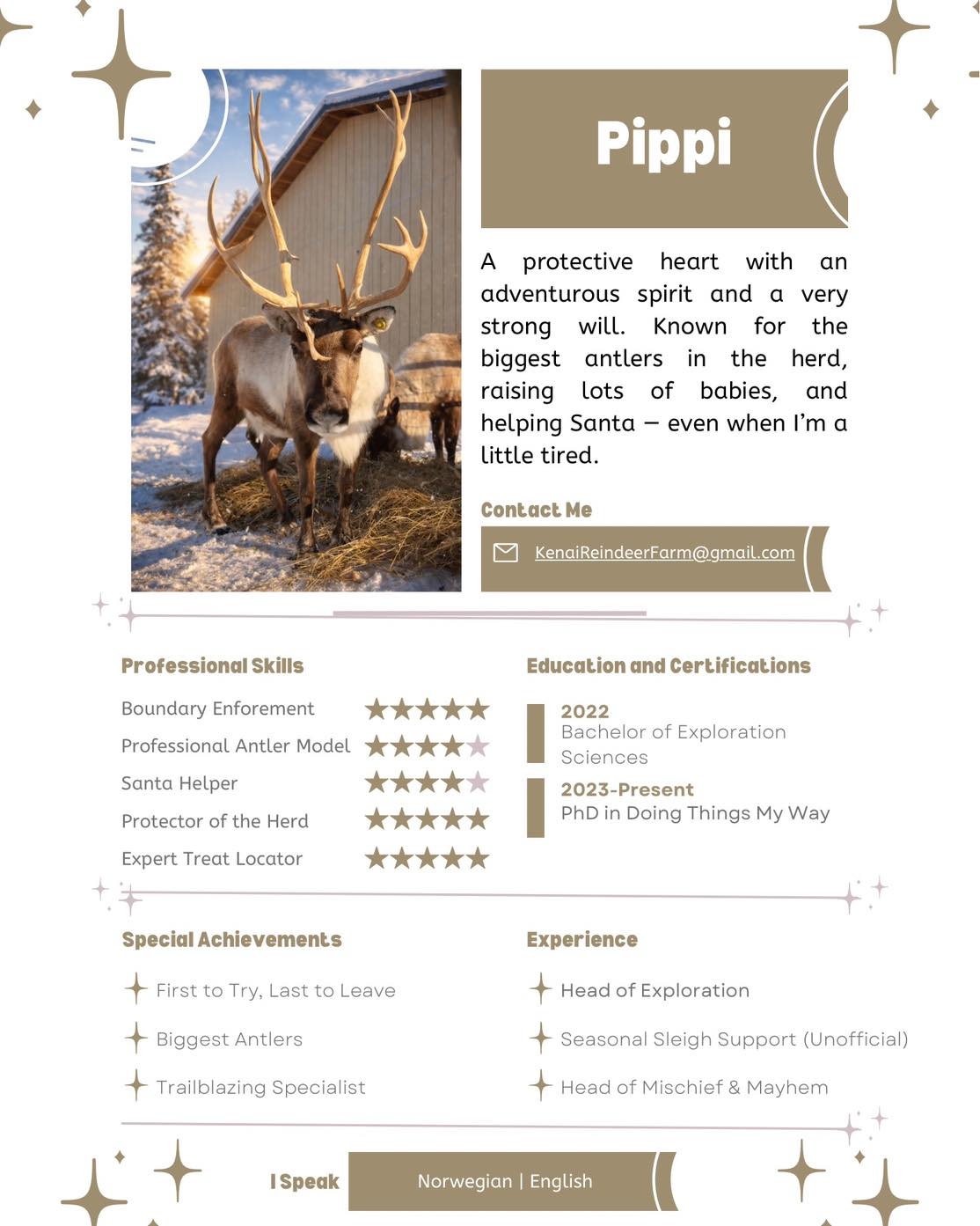 Meet Pippi! She is one of the three pregnant females on the farm. #Alaska #meet #expecting #reindeer #mama