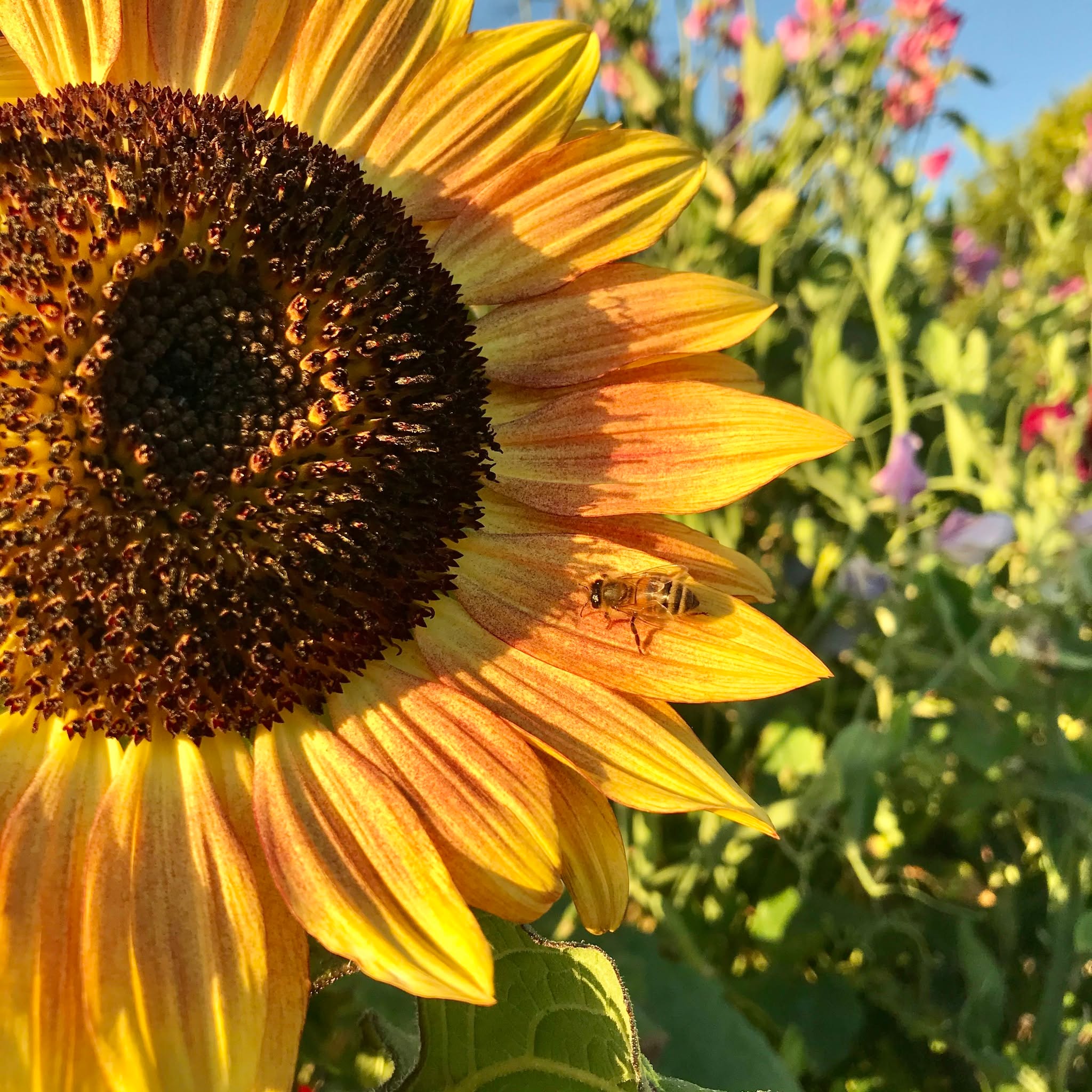Thanks so much for all your lovely comments! I'm so pleased you guys like the front cover of my new novel as much as I do, it's every bit as colourful and sweet as I'd hoped for. Behind the scenes, I've been locking in book events for Sunrise at Sunny Cross Farm, will share all the details soon as we charge towards the June 2 release date.
And in the meantime, here's a happy snap from my garden back in Victoria, when the sunflowers and sweet peas were pumping, the bees were buzzing and this story about a sunflower farm and a bee keeper were just tiny sparks of my imagination!
@Allen & Unwin Books @annettebarlow