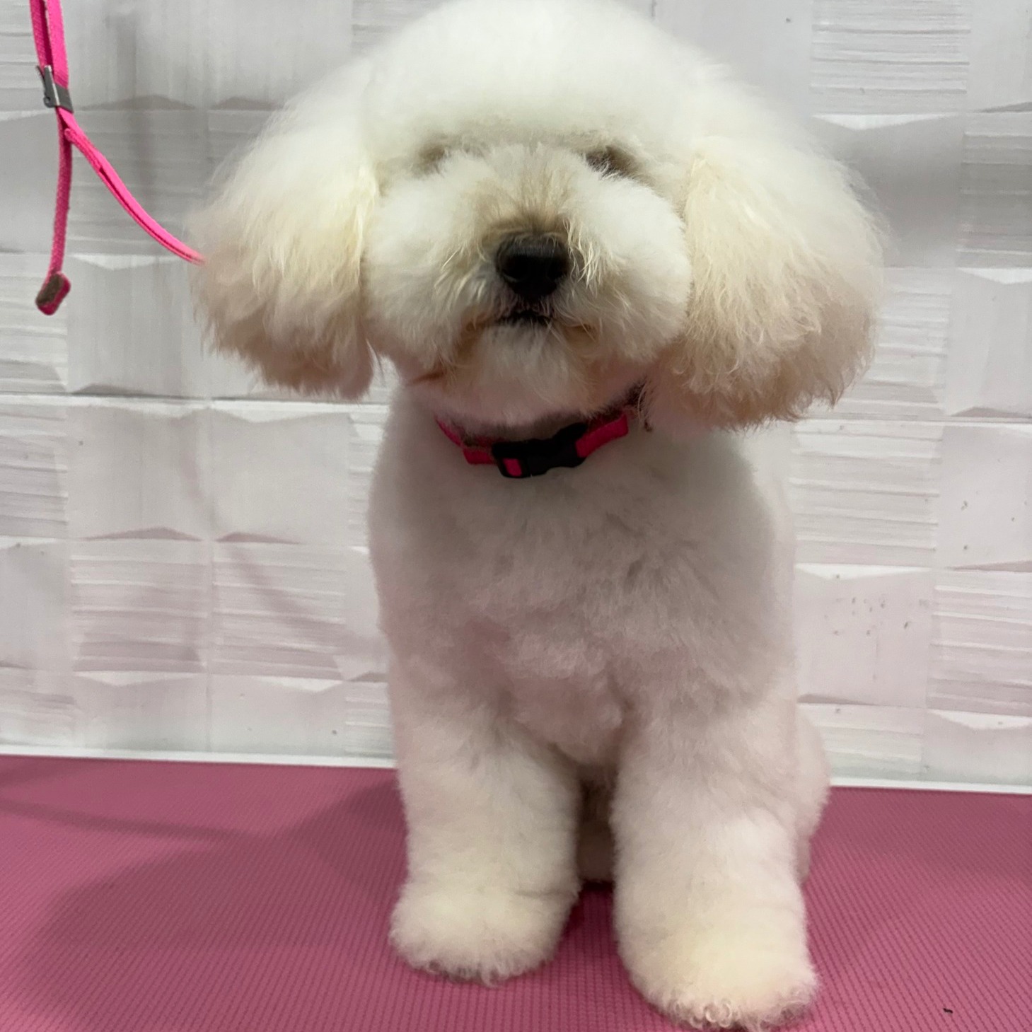 ✨ Transformation Thursday ✨
Chicho came in with some super knotty ears, so we had to go a little shorter than usual with them — but honestly… we love this new look 🐶✂️
Just look at him now 😍 even more of a cute little teddy bear than before 🧸💛