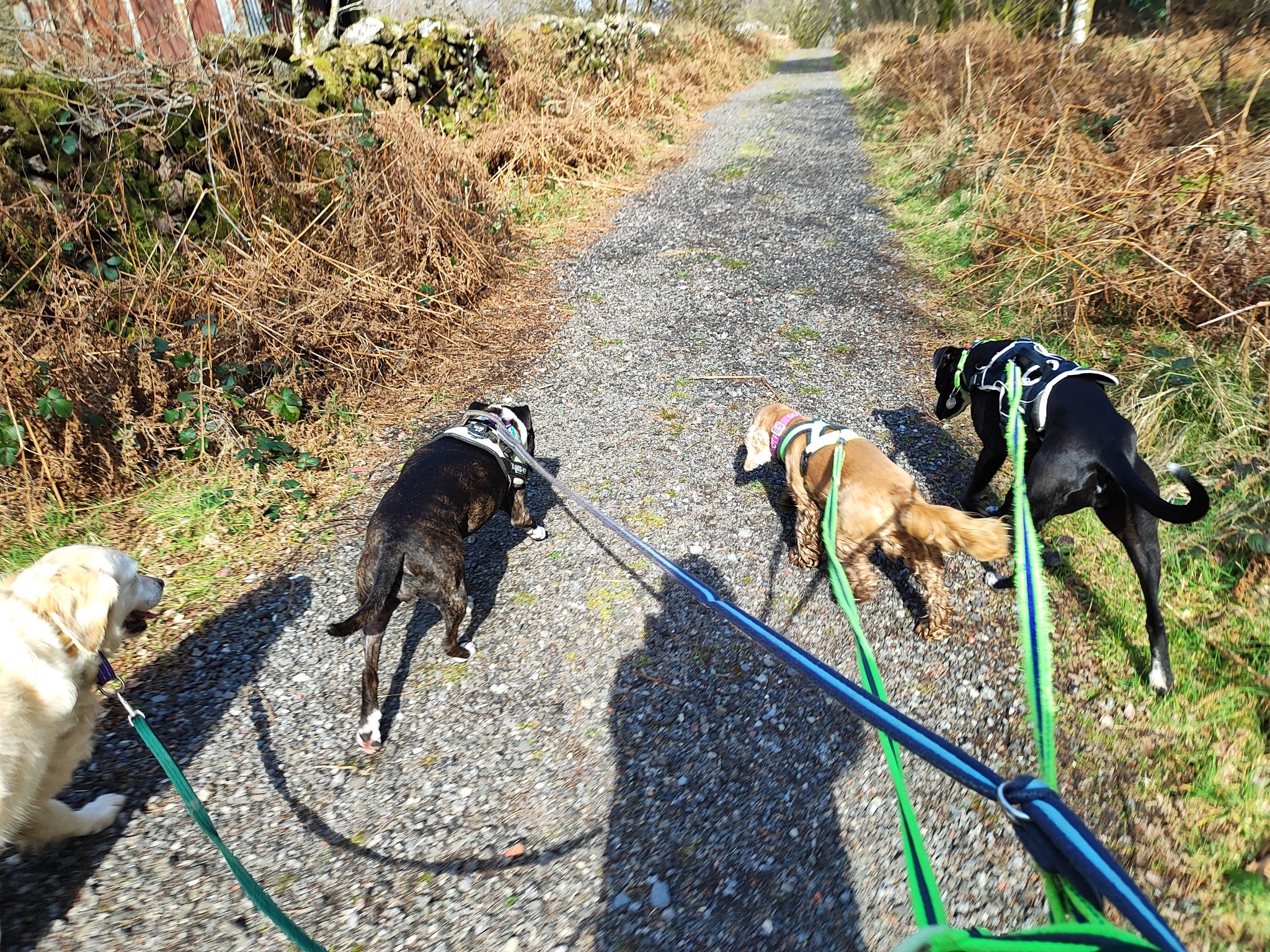 Luna, Ted, Maverick, Poppy and Honey 🐾