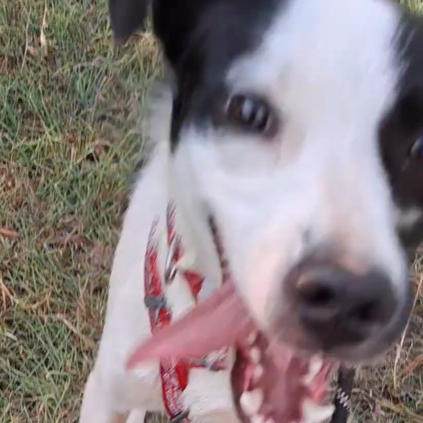 On me demande souvent à quoi sert la rééducation canine comportementale.
Voici un cas concret : Zeus.
Zeus est un chiot de 10 mois, né dans la rue et adopté par O. via la SPA de la Réunion.
Quand je les rencontre en février 2026 pour un bilan, je découvre un chiot très craintif de l'humain, qui refuse le contact physique, qui se déplace seulement pour changer de cachette et qui montre énormément d'anxiété quand il reste seul, allant jusqu'à détruire des objets dans le jardin.
À ce moment, son adoptante O. est perdue. Les 2 ont du mal à se comprendre et la communication entre eux est difficile.
Après le bilan, des exercices réguliers et rituels rassurants sont mis en place pour limiter l'anxiété de Zeus et l'aider à enfin prendre confiance en lui.
O. apprend à lire son chien, le respecter et répondre à ses besoins. Elle est motivée et très impliquée : les résultats apparaissent rapidement.
Zeus se détend, ses yeux s'illuminent. Il se montre être une adorable chiot, câlin, joueur et curieux.
Le travail n'est pas terminé pour autant ! Il faudra encore bosser les bases de l'éducation et les quelques craintes qui persistent mais O. et Zeus ont maintenant les clés pour une relation complice.
Et vous n'imaginez pas le plaisir que j'ai de voir des binômes se former au fil des séances.
Vous souhaitez de l'aide pour vous et votre chien, n'hésitez pas à m'appeler pour en discuter.
📞 0692 07 11 77
#iledelareunion #comportementcanin #chienheureuxmaitreheureux #chienheureux #chiot #éducationpositive