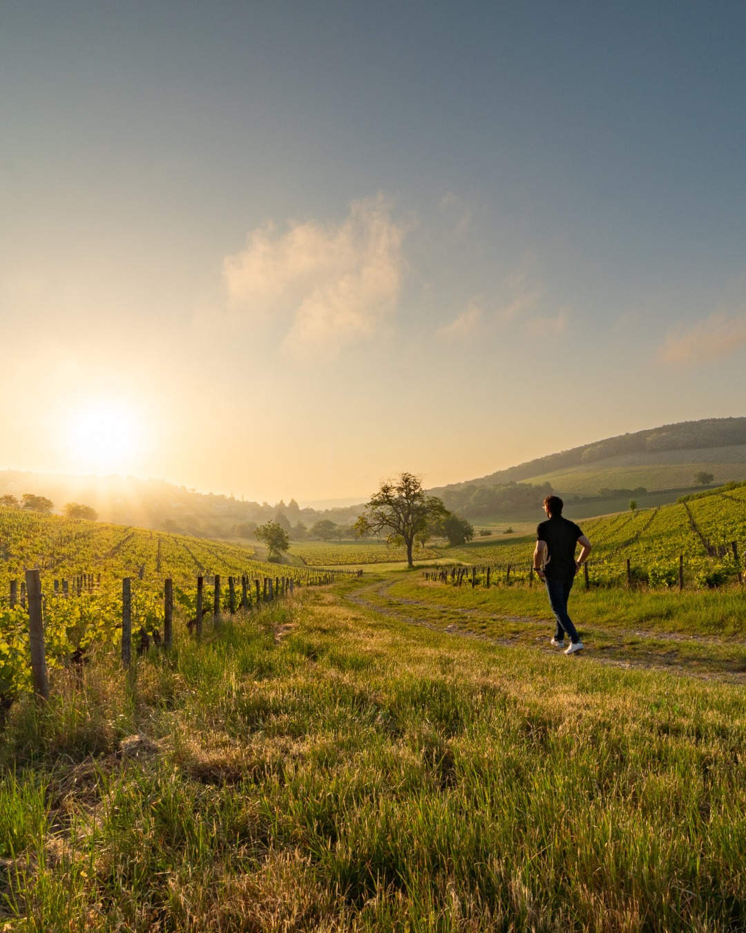 Les journées s’allongent, les coteaux s’habillent de leur vert le plus tendre, et le soleil recommence à nous réchauffer le cœur.
Prendre le temps d'une course, d'une marche, ou juste de respirer au milieu des vignes qui s'éveillent. Le printemps est enfin là. 🌱☀️
#loireenvie #vineyard #goldenhour #springvibes #loirevalley #sancerre
📷 Ad2T du Cher