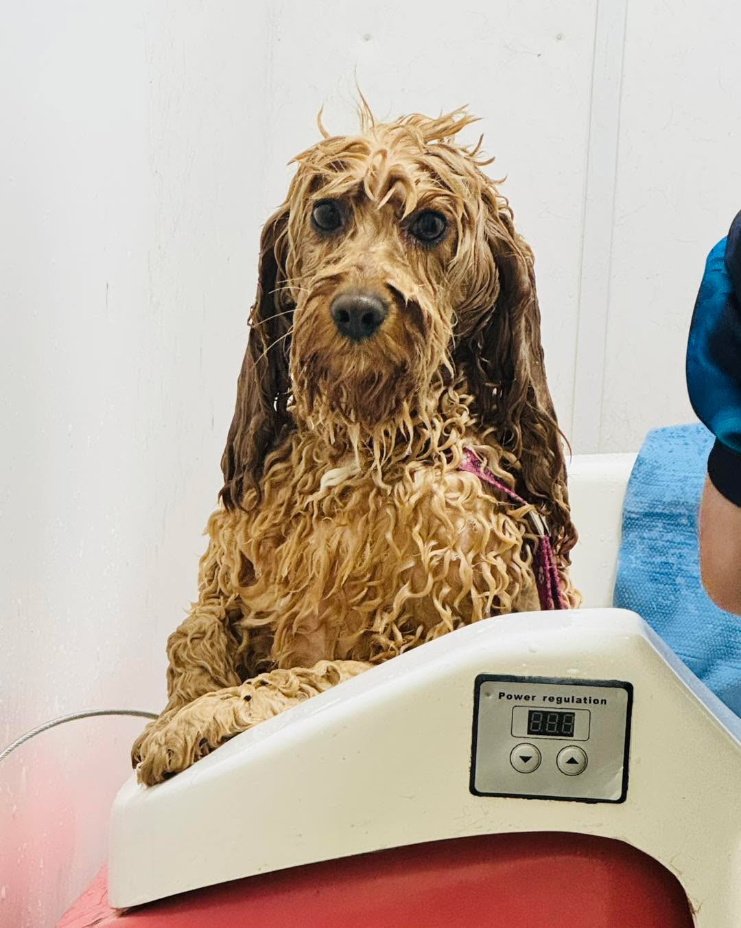 Peakin came for a glow up , look at her all fresh and clean 🧼
What a sparkly shiny pupster 🫶
Peace ☮️ Love ❤️ & Paws 🐾
#cockerpoosofinstagram #cockerpoolove #cockerpoo #cockerpoolove