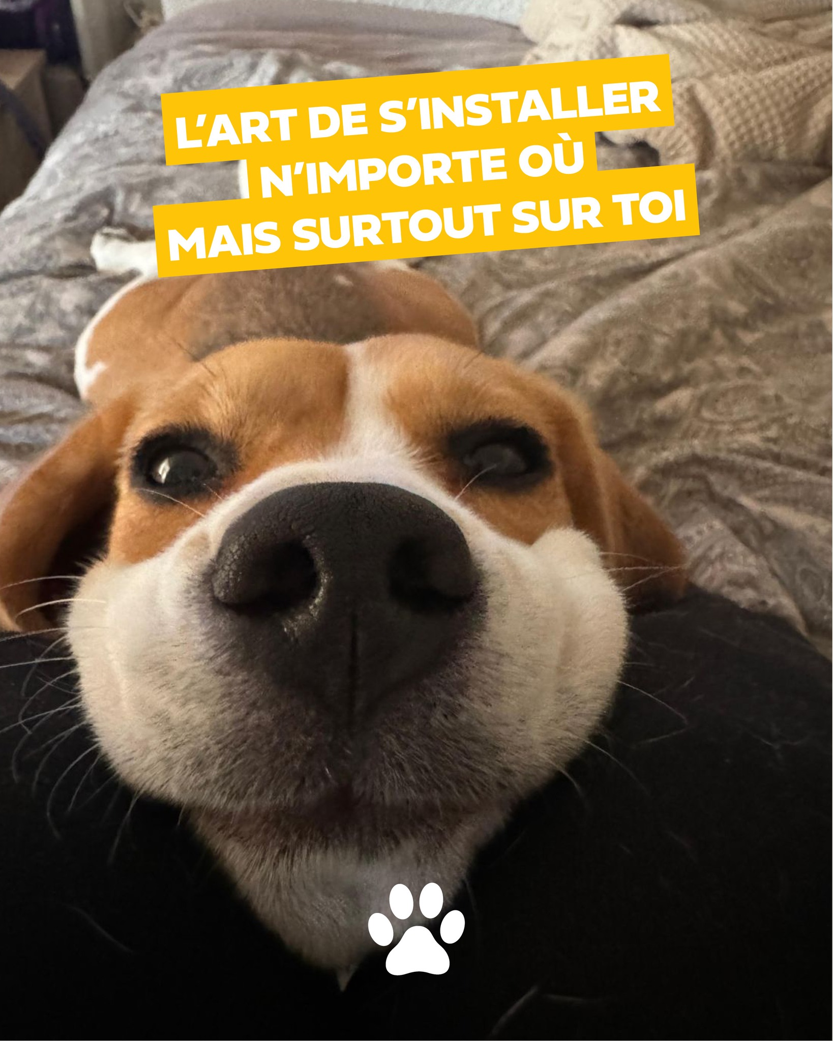 Il y a plein d’endroits confortables…mais visiblement, le meilleur reste sur toi. On ne discute pas, c’est validé 😌
Nami respecte bien cette règle !
#chien #doglife #pattounes
