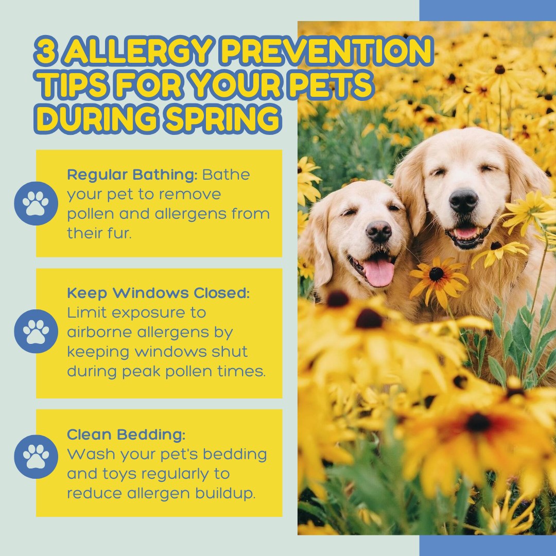 Dogs and cats can suffer from seasonal allergies too! 🌸 Pollens and mold can cause itching, sneezing, and watery eyes. Keep them comfy with regular baths, closed windows, and clean bedding. 🐾