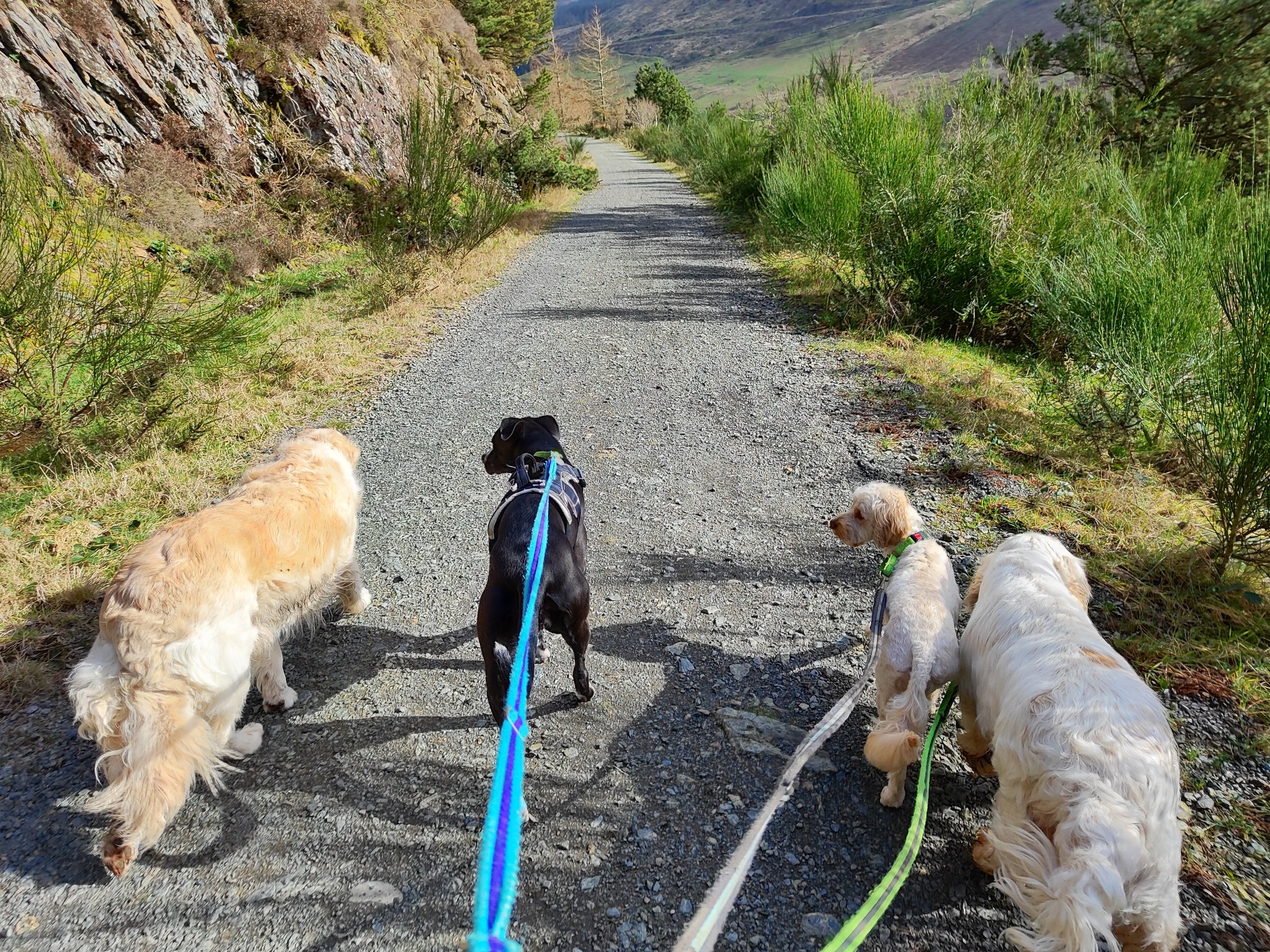Beau, Nova, Poppy, Fizz and Honey 🤩